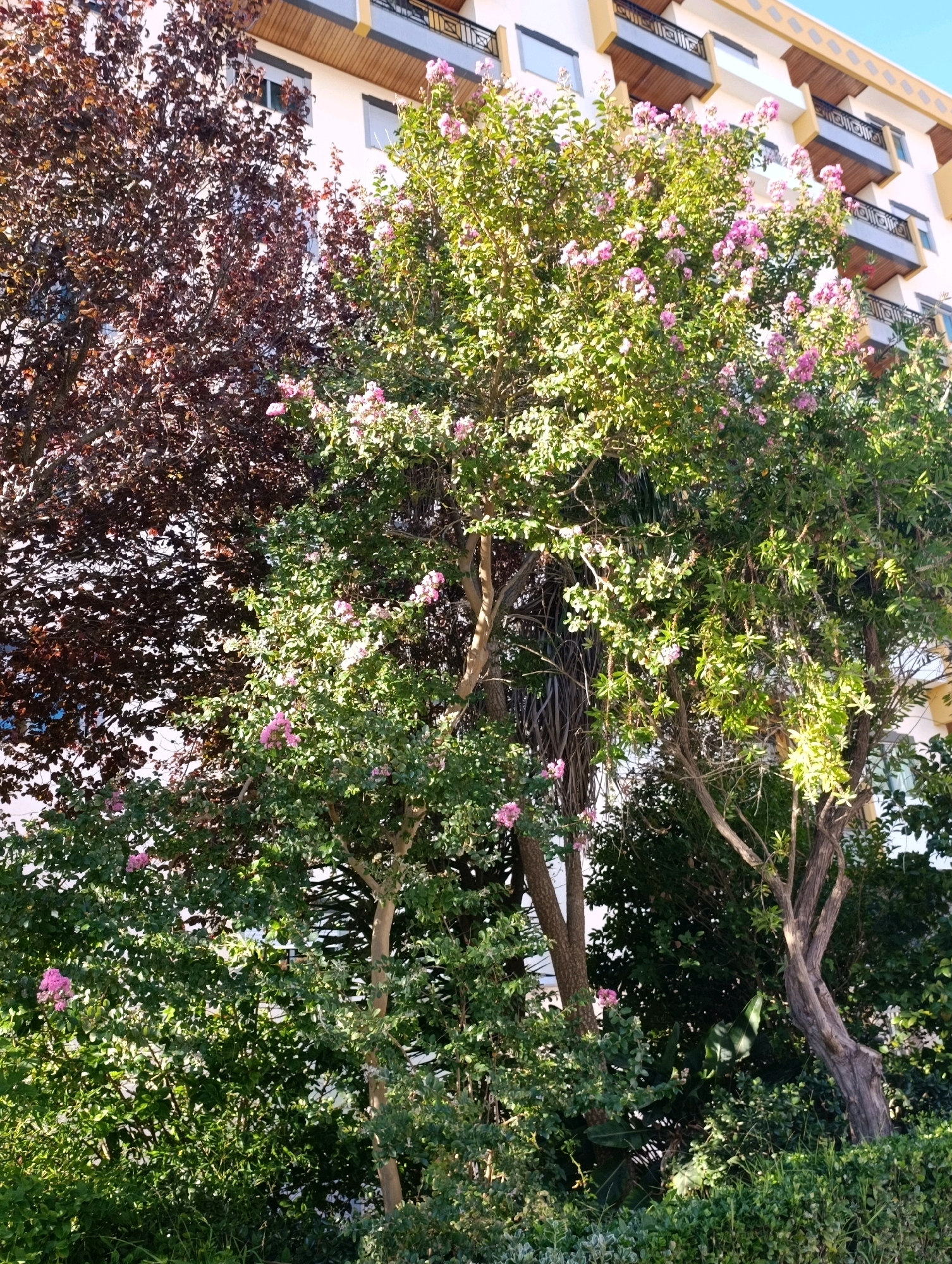 The image shows a close-up view of several trees with lush green foliage and some pink flowers. In the background, a modern building with balconies and white and yellow siding is visible against a clear blue sky. The building appears to be a residential or hotel complex. The trees are in the foreground, with one tree on the left having dark red leaves, and a tree in the center and right with green leaves and pink flowers, possibly a crepe myrtle or similar flowering tree. The lighting suggests it is daytime, likely a sunny day, as evidenced by the shadows and the bright illumination of the leaves. The scene is likely an outdoor area in a city, given the presence of the building, and could be a public park, a private garden, or a street with trees and buildings. Without further context, it is not possible to determine the exact location in Setúbal, Portugal.