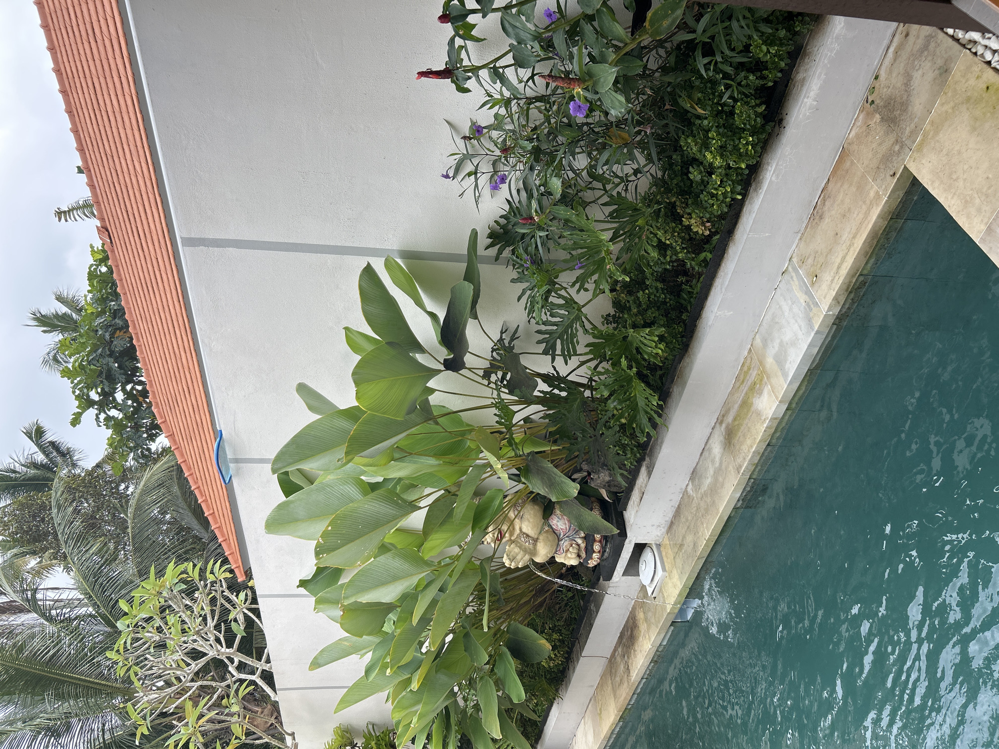 In Abiansemal, Indonesia, a poolside scene unfolds with a swimming pool occupying the lower left of the frame. The pool's water is a deep turquoise. Adjacent to the pool is a stone coping and a raised garden bed. This garden bed is densely planted with a variety of tropical foliage, including large, broad-leafed plants and smaller, bushy green plants. A prominent feature in the garden bed is a statue of a figure with its hands clasped, from which a small stream of water flows into the pool, creating a small fountain. Behind the garden bed, a light gray wall extends horizontally, topped by a terracotta-tiled roof. Palm trees and other lush vegetation are visible behind and above the wall, suggesting a tropical environment. The sky is overcast.