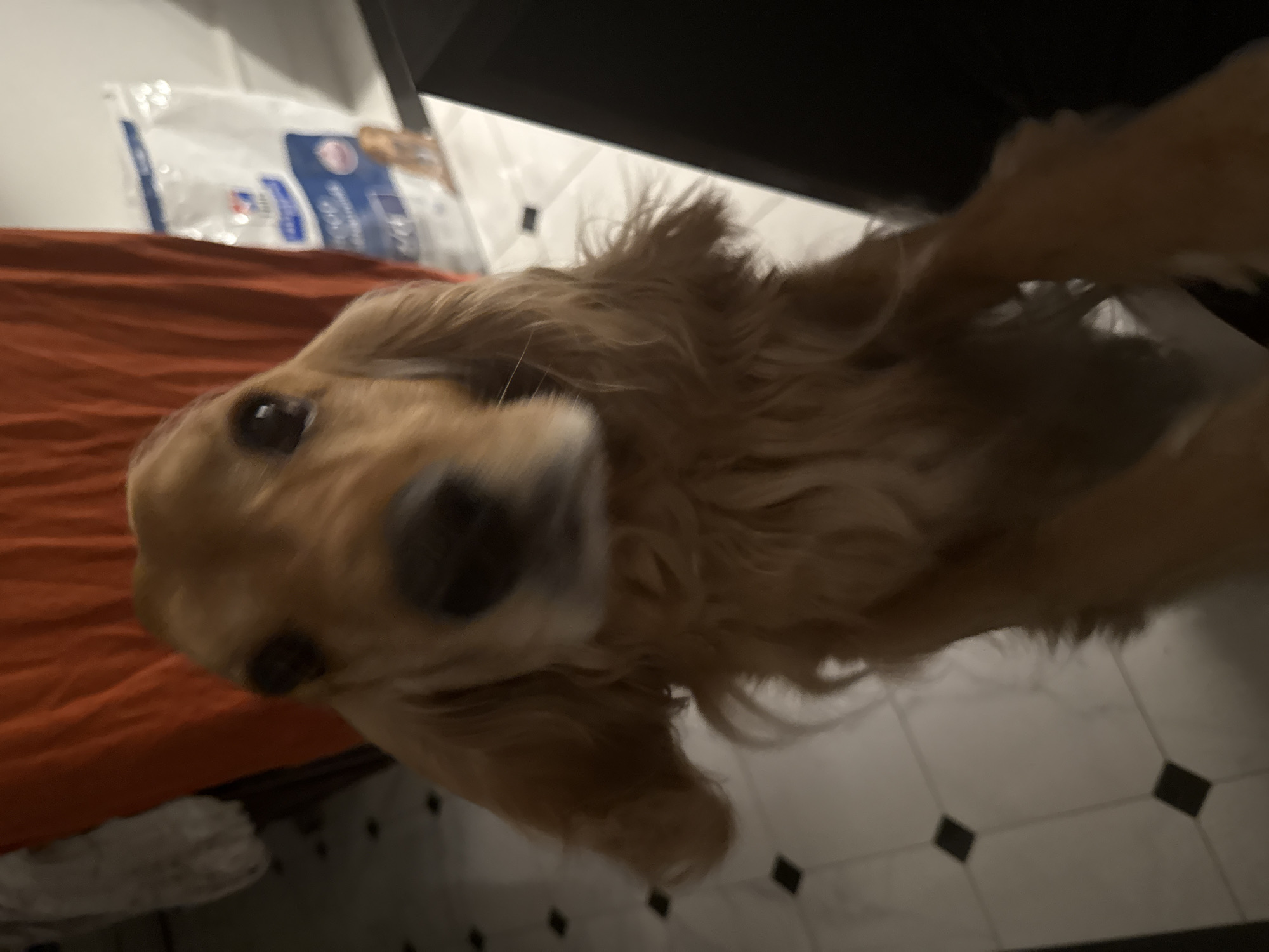 An English Cocker Spaniel dog, with light brown fur, stands on its hind legs, facing the camera. Its head is slightly tilted, and its floppy ears are visible. The dog appears to be in motion, with its front paws extended towards the viewer. The background is out of focus, but suggests an indoor setting with a tiled floor, a red fabric, and a white bag of dog food.