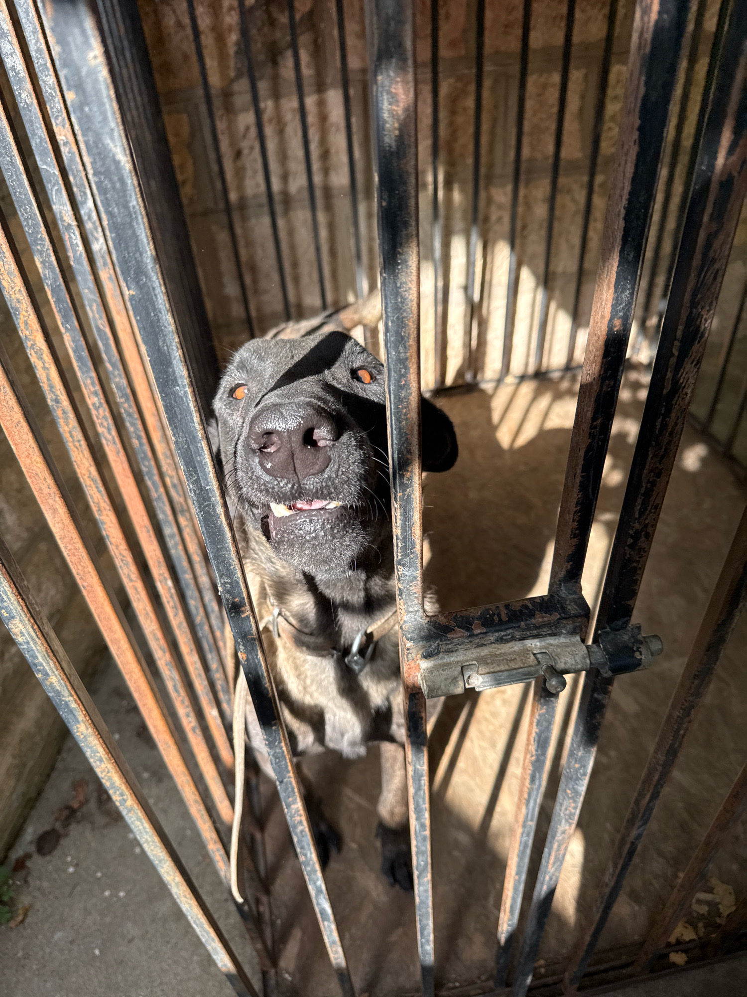 A dark-colored dog with bright orange eyes is looking up at the camera through a metal cage. The cage bars cast shadows on the dog and the ground behind it. The background appears to be a brick wall. The dog's mouth is slightly open, revealing its teeth. The scene is brightly lit by sunlight. The location is the city of Koshov, Bulgaria.