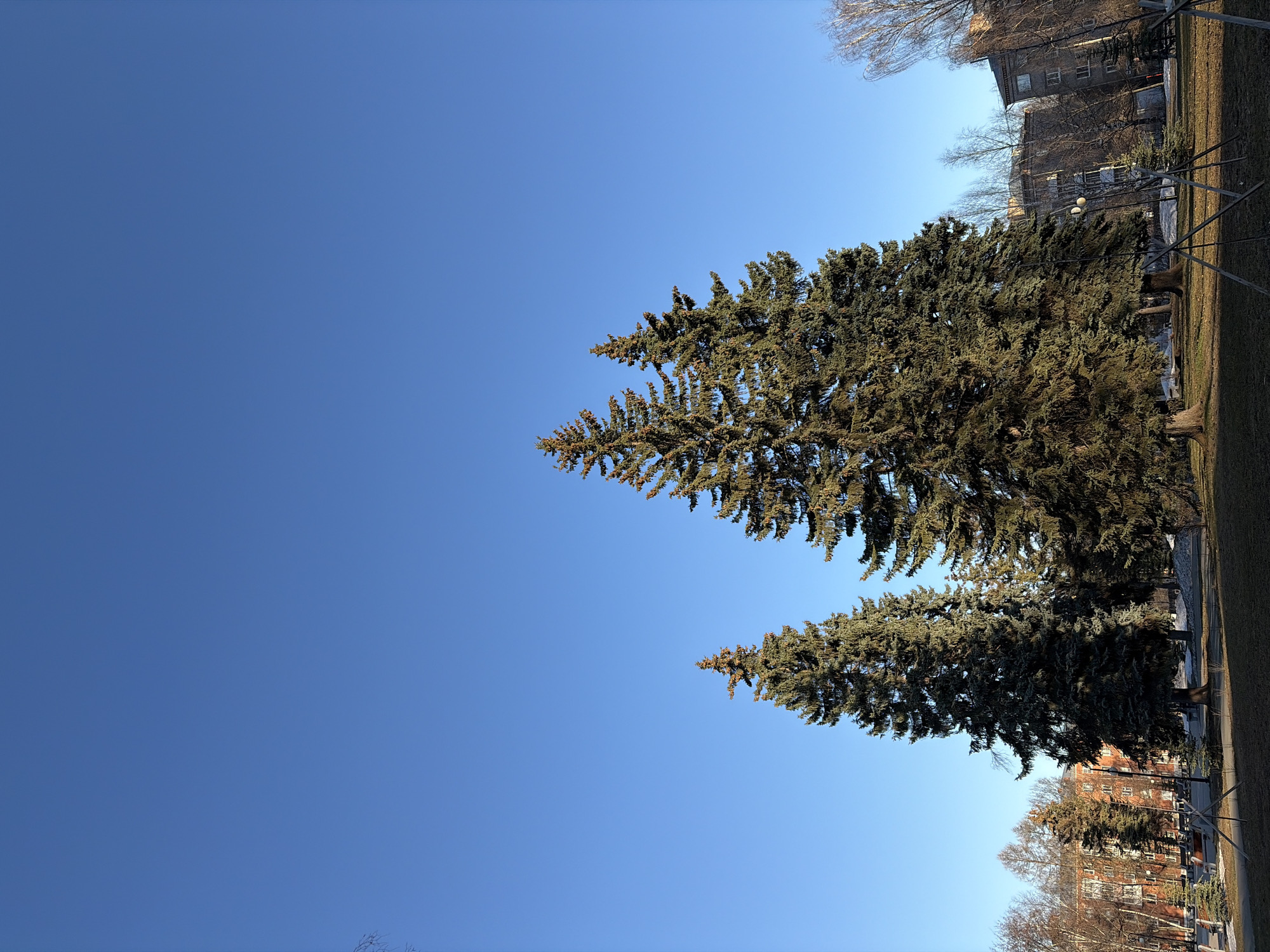 The image shows a clear blue sky above two large evergreen trees. Buildings are visible in the background, and the trees appear to be located in a park or green space. Based on the available information, it's not possible to confirm the exact location of the image within the city of Izhevsk, Russia.