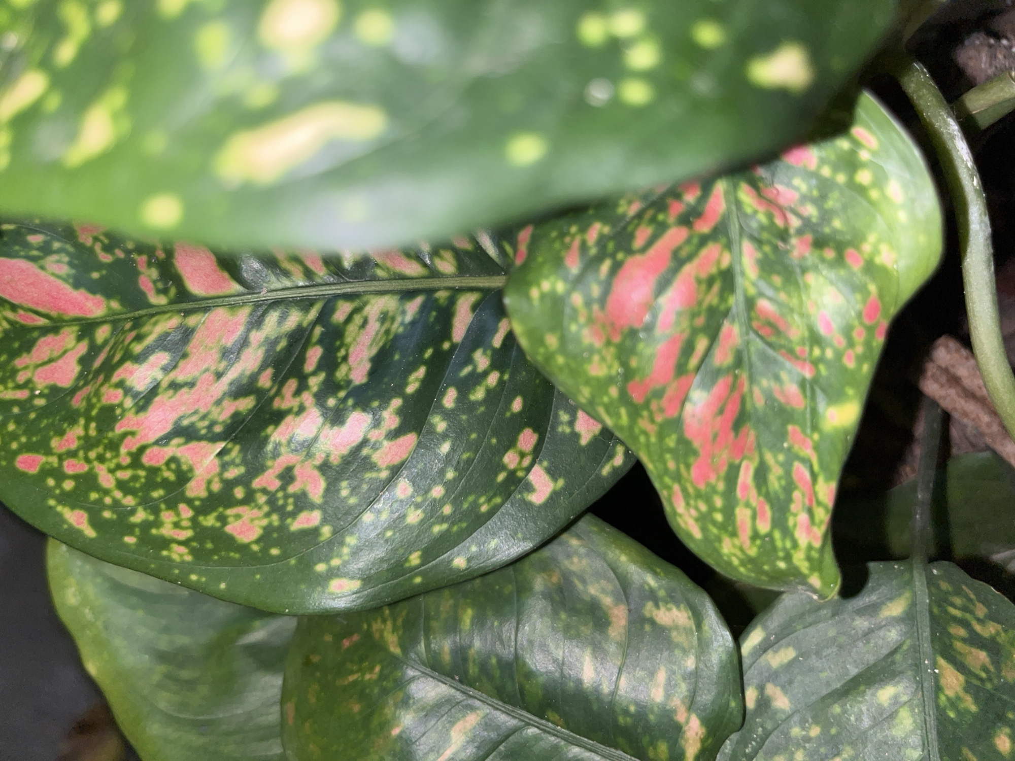 The image displays a close-up, shallow depth-of-field shot of a plant's leaves. The leaves are predominantly green, with irregular splotches of pink and yellow. Some leaves have a glossy sheen. The background is dark and out of focus, suggesting an indoor or shaded environment. There are no people or discernable actions depicted. The plant appears to be a houseplant, possibly an Aglaonema, commonly known as Chinese Evergreen, which are popular houseplants in Lhokseumawe, Indonesia, and globally. The image composition focuses entirely on the botanical subject, highlighting its patterns and textures.