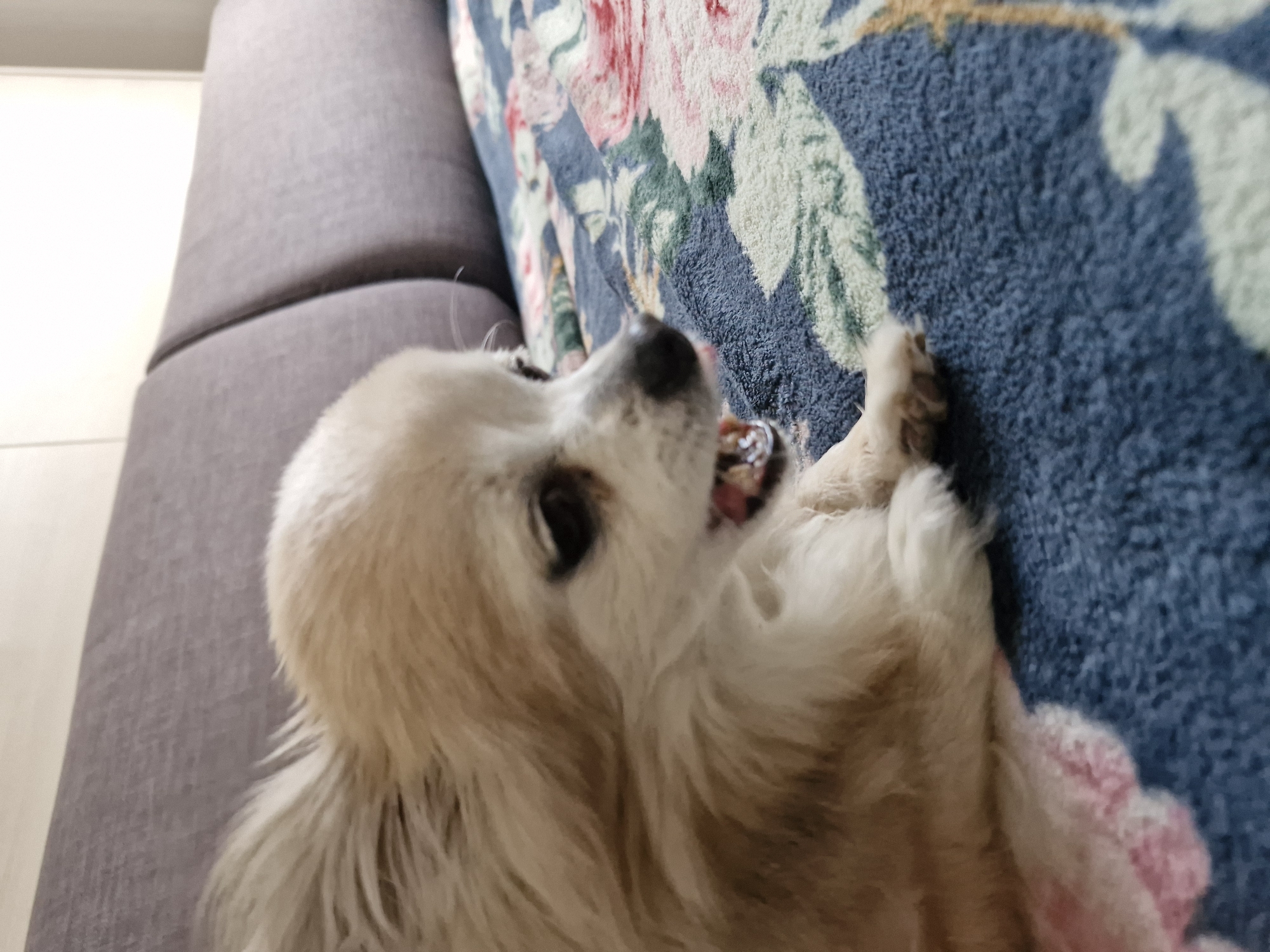 A light-colored, long-haired dog, possibly a Chihuahua, lies on a floral-patterned blanket indoors. The dog, predominantly tan and white, is positioned on its side facing right, with its head slightly lifted. Its mouth is partially open, revealing teeth and pink gums. One front paw is visible near the bottom left. The blanket features a dark blue base with large pink roses, green leaves, and light yellow accents. In the background, a two-sectioned grey upholstered headboard or sofa back is visible against a light-colored wall. The scene is illuminated by soft, ambient light, likely within a residence in Unknown, Unknown.