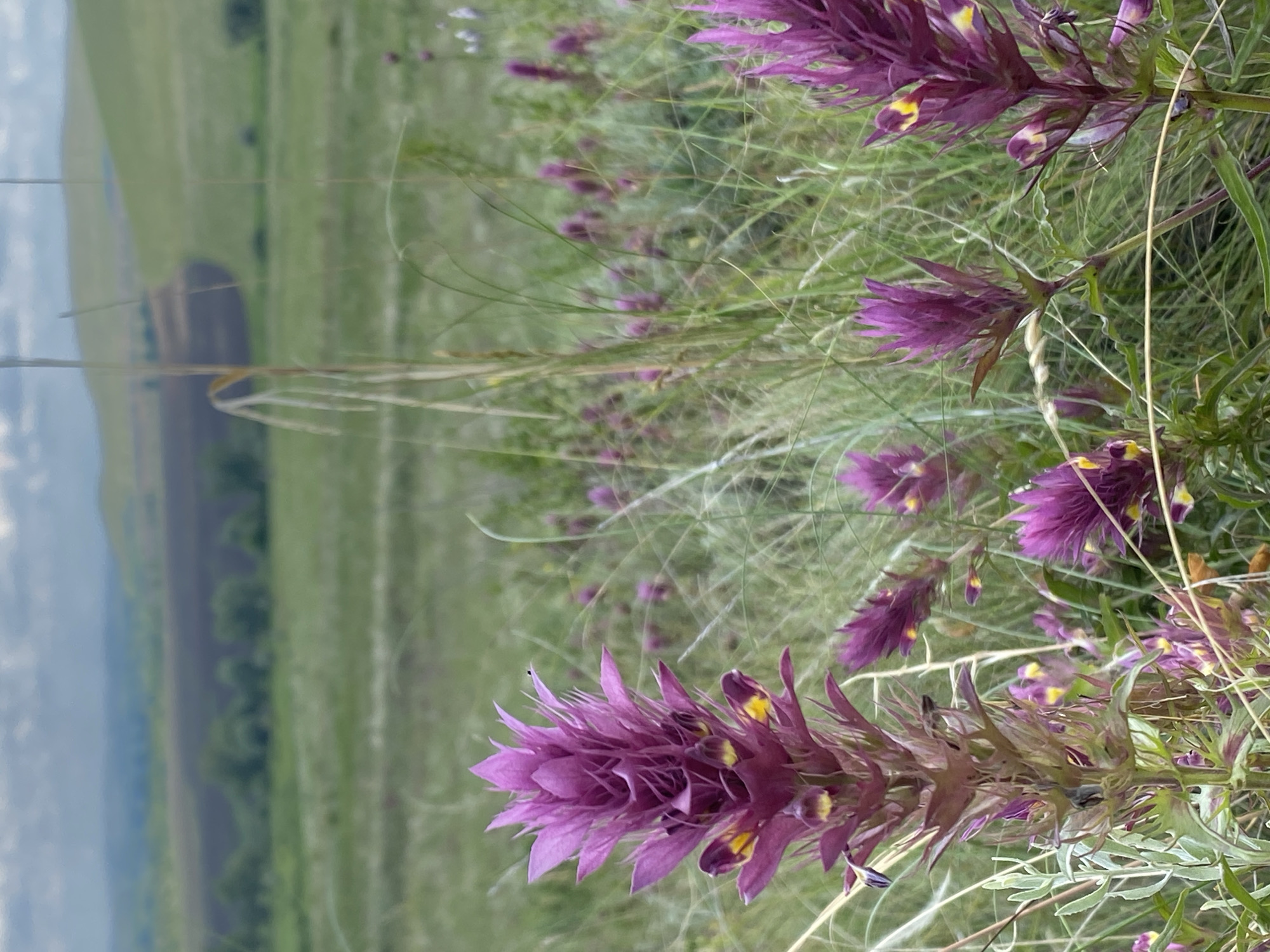 The image captures a field of purple flowers with yellow accents, possibly in Ziyanchurino, Russia, given the hint. The flowers are in the foreground, with a prominent stalk of purple blooms in the left-center of the frame, showing intricate petal structures and small yellow markings. The background consists of rolling green hills and fields, with patches of darker soil and some trees in the distance. The sky is overcast with a soft, diffused light. The overall scene depicts a natural, rural landscape.