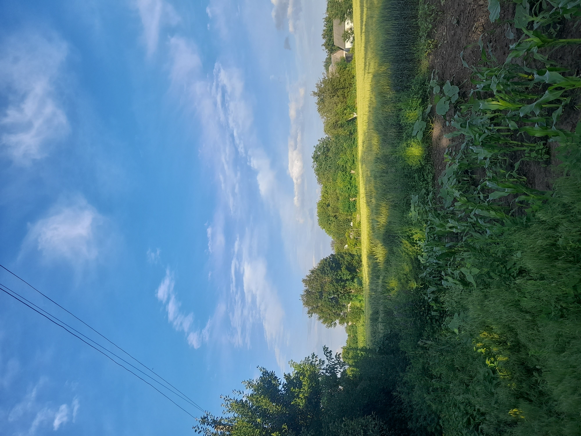 This vertical, outdoor, daylight photograph captures a rural scene in Kliushnykivka, Ukraine. The sky is a vibrant blue, dotted with wispy white clouds, suggesting fair weather. Three parallel dark power lines stretch diagonally across the upper left portion of the frame, supported by unseen poles.
The foreground on the right is dominated by lush, green vegetation, appearing as dense foliage and tall grass. Further into the scene, a field of golden-yellow grain, likely wheat or barley, stretches from left to right, its texture finely detailed. Beyond the grain field, a row of lush green trees forms a natural border. Peeking above the trees on the far right are the roofs of buildings, hinting at a nearby settlement or farm. The ground adjacent to the grain field on the right appears to be cultivated soil, with some rows of young corn plants growing.
The overall impression is one of a serene, agricultural landscape under a bright, clear sky. There are no people visible, nor any specific activity taking place, contributing to a tranquil and natural atmosphere. The sunlight appears to be casting shadows and highlighting the textures of the plants and clouds. The time of day is likely late morning or afternoon, given the brightness and the angle of the light. No text is visible in the image.