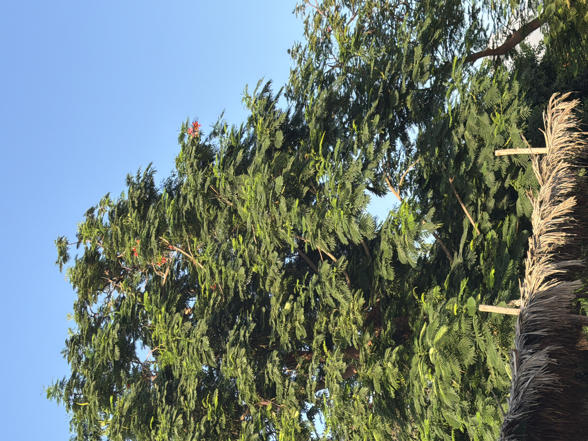 A close-up, low-angle shot captures a large, leafy tree with dense green foliage against a clear, bright blue sky. The tree dominates the frame, its branches stretching upwards and outwards. A few small, vibrant red flowers are visible amongst the leaves, adding a touch of color. In the foreground, the thatched roof of a structure is partially visible, supported by wooden poles. The scene appears to be outdoors, likely in a warm climate, given the lush greenery and clear sky. The overall impression is one of natural beauty and tranquility. This image could be located in Sharm El Sheikh, Egypt, a popular tourist destination known for its beautiful beaches and abundant plant life.