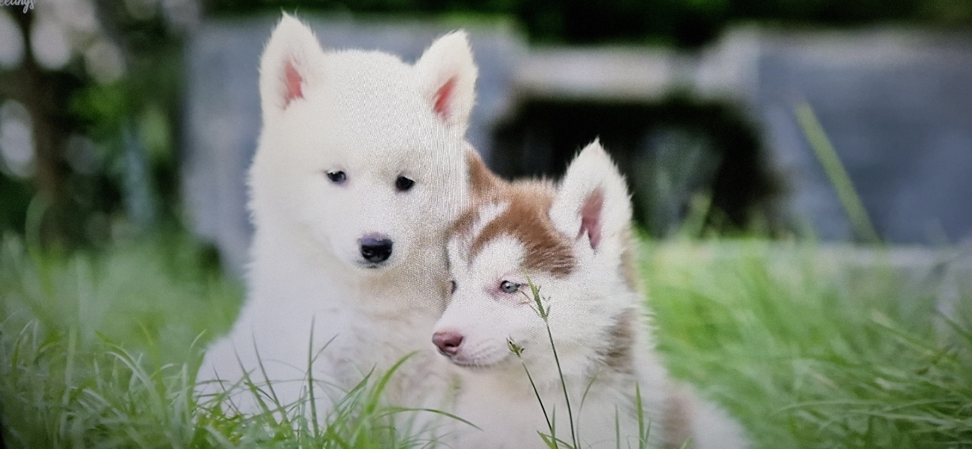 Two young husky puppies are sitting in tall green grass. The puppy on the left is mostly white with black eyes and pink ears. The puppy on the right has brown and white fur, with blue eyes. They are both looking in slightly different directions. The background is blurred green foliage and some greyish-blue indistinct shapes. There is a watermark in the top left corner that says "eellings".