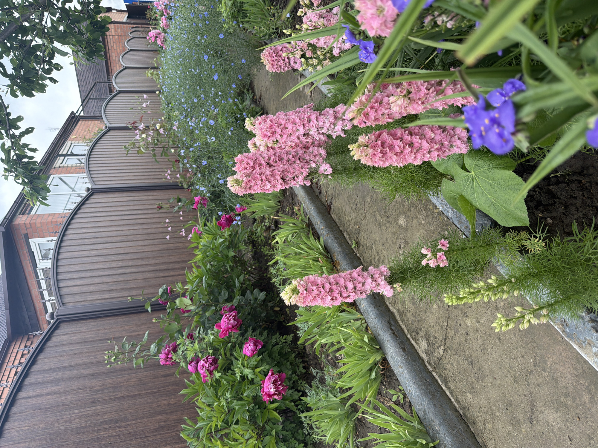 The image shows a garden in what appears to be Leningradskaya Oblast, Russia. A walkway runs along the edge of a flower bed. The flower bed contains a variety of plants, including pink delphiniums, blue forget-me-nots, and dark pink peonies. A brown wooden fence is visible in the background, with a brick building behind it. The weather appears to be overcast.