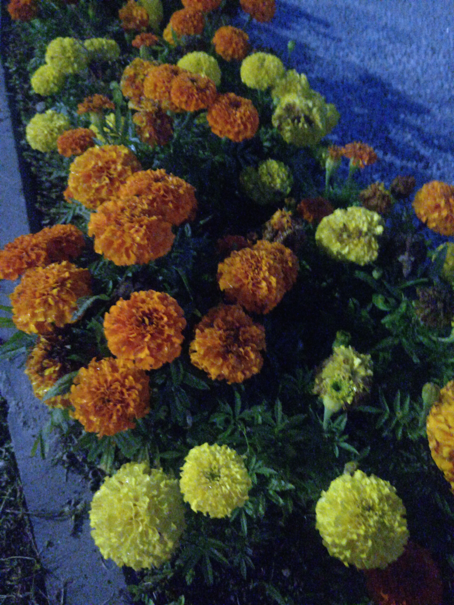 The image is a close-up, dimly lit, nighttime photograph of a flower bed. The primary subjects are marigolds, with a mix of bright orange and yellow blooms interspersed with dark green foliage. Some of the flowers appear slightly wet, suggesting recent rain or dew. In the background, a textured, blue-gray surface, possibly a wall or pavement, is visible, also illuminated by a low-light source. The overall impression is of a natural setting within an urban environment, likely a park or residential area. There are no people or animals visible in the image. The image is grainy and appears to have been taken with a low-quality camera or under challenging lighting conditions. No specific details indicate a location in Belogorsk, Russia.