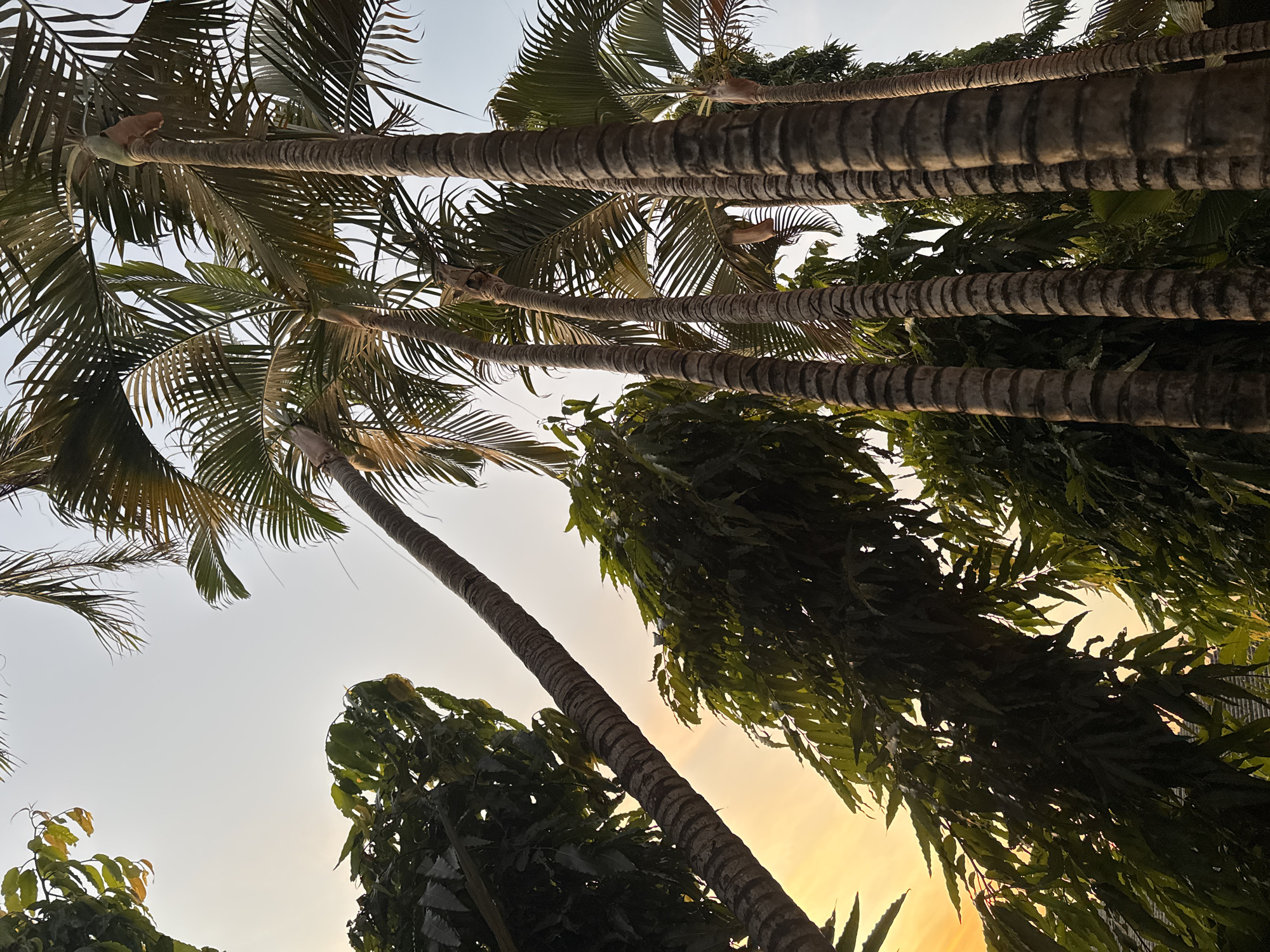 This image shows a low-angle view of several tall palm trees against a pale sky, with a warm, golden glow of sunset visible in the background. The trunks of the palm trees are thick and textured with horizontal rings. Lush green foliage of other trees can be seen intermingled with the palm fronds. The scene appears to be an outdoor environment, possibly a park or a garden, given the density of the trees. There are no people or animals visible in the frame. The lighting suggests it is either sunrise or sunset. The location is specified as Denpasar, Indonesia.