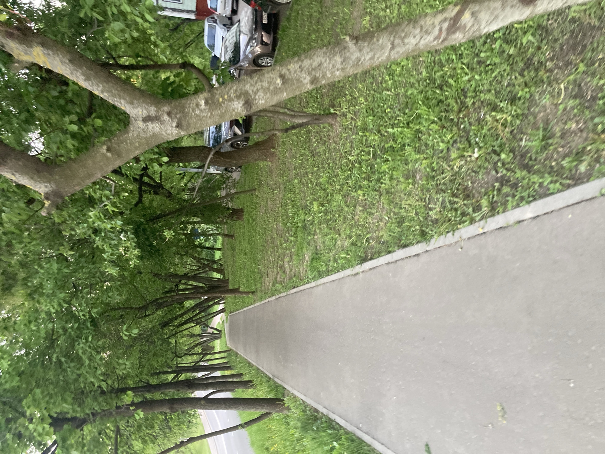 The image depicts a sidewalk flanked by trees in Moscow, Russia. The sidewalk, made of gray concrete, stretches into the distance with trees lining both sides, their branches forming a canopy above. Some parked cars are visible behind the trees on the left. The ground adjacent to the sidewalk is covered in green grass. The shot appears to be taken from a low angle, near the ground, with a slightly tilted perspective.
