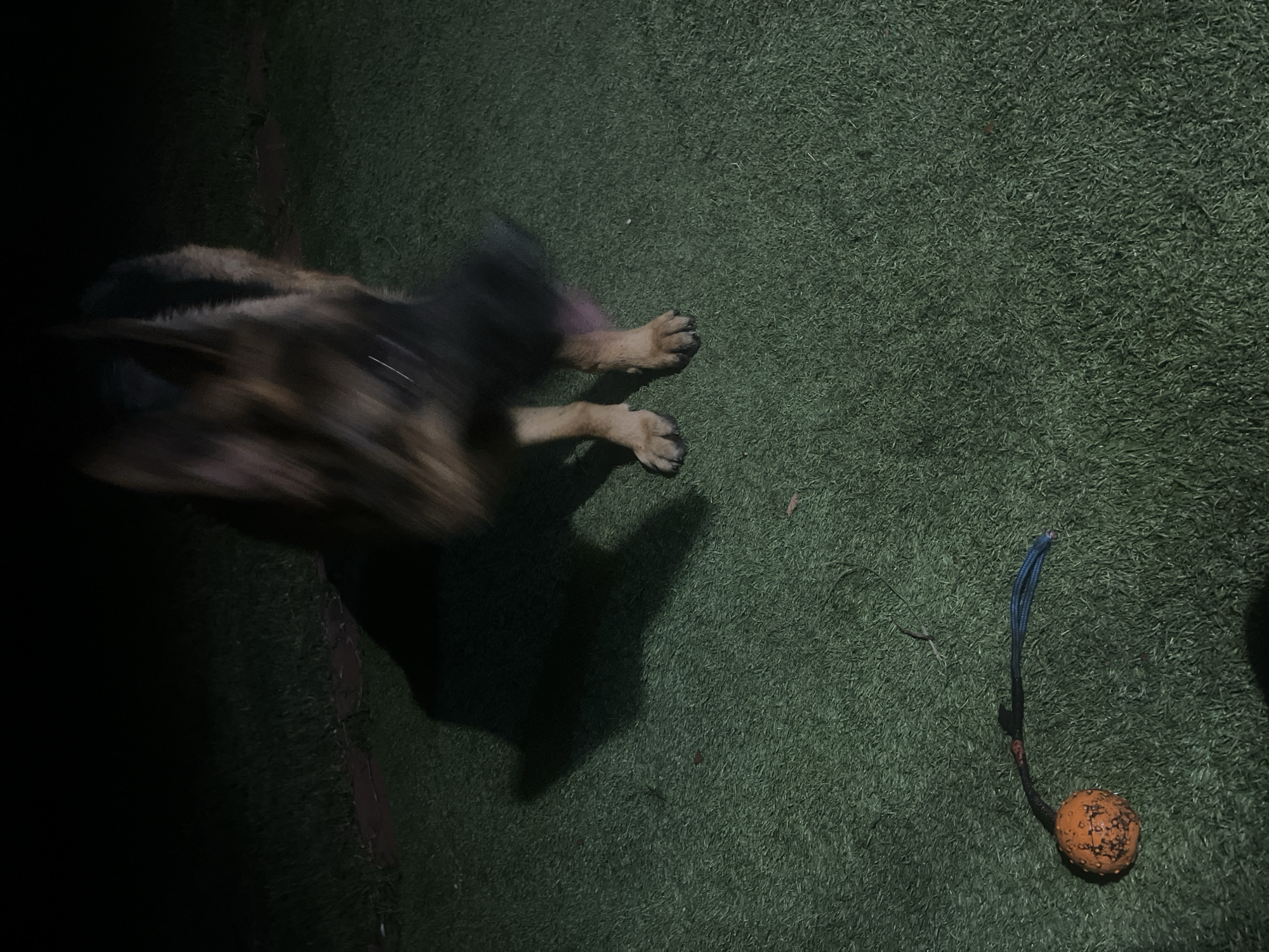 A German Shepherd is captured in motion on a dark, grassy area, likely a park or backyard, in Jacksonville, United States of America. The dog's head is blurred due to rapid movement, suggesting it's shaking its head or mid-play. Its paws are clearly visible on the artificial turf, with a distinctive orange ball with blue rope lying on the grass nearby. The lighting is dim, indicating it is nighttime, and the overall scene is low-light.