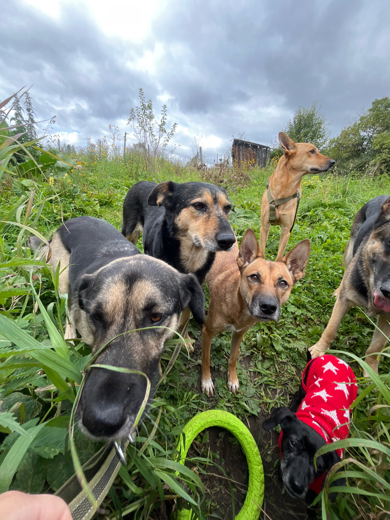 In a grassy outdoor area, possibly a park or field, under a cloudy sky, a group of five dogs are gathered. The dogs are of various sizes and breeds, including what appear to be German Shepherds and mixed breeds. One small black dog in the foreground is wearing a red sweater with white stars. A bright green ring-shaped dog toy is visible on the ground near the black dog. The background shows a wooden structure, trees, and vegetation. The perspective is low, as if the photo was taken from a dog's eye level. The location is identified as Nizhny Tagil, Russia.