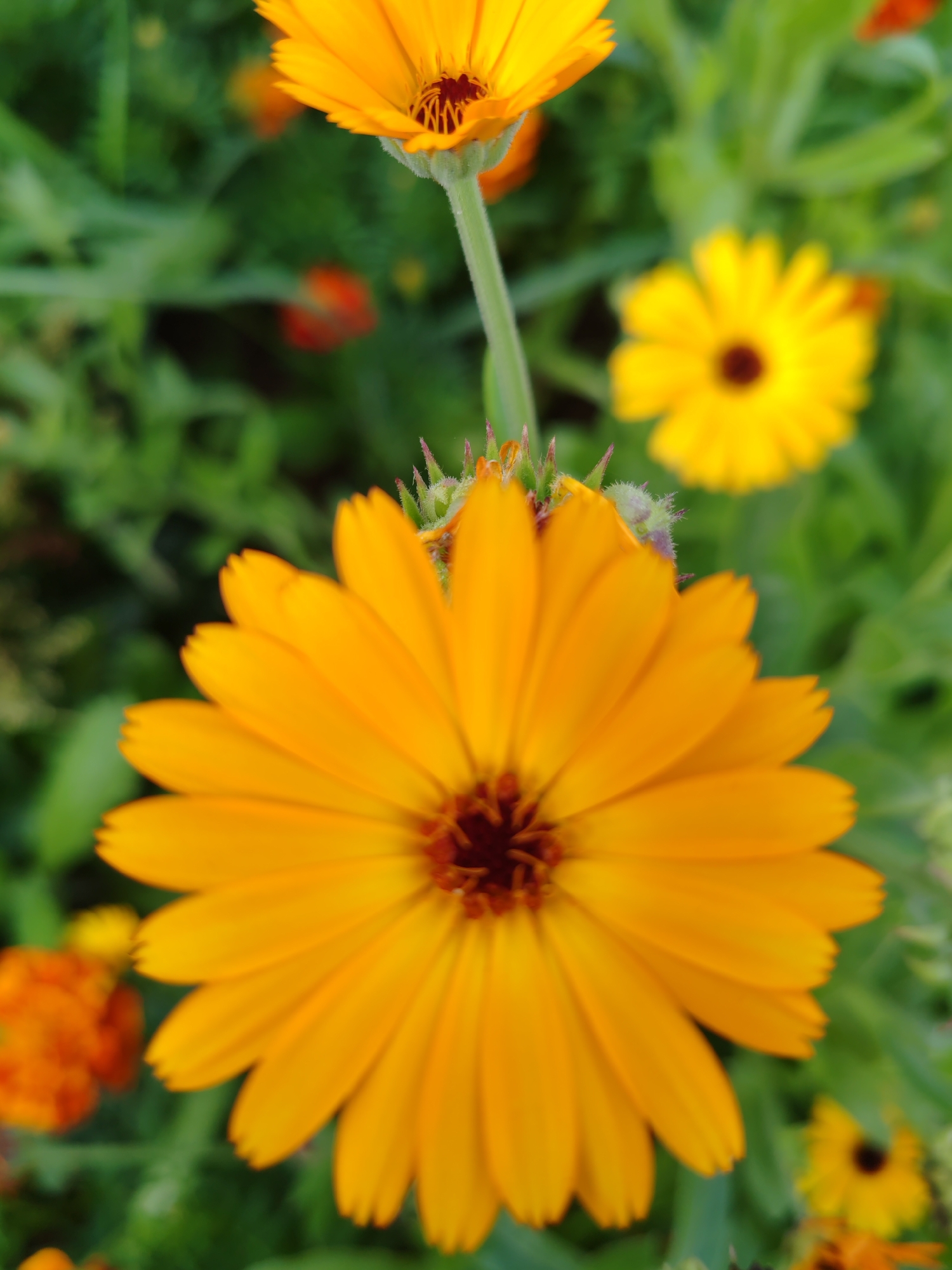 A close-up, slightly elevated, medium shot captures a patch of marigolds with soft focus and bokeh effects. The primary subject is a large, vibrant orange marigold bloom positioned in the foreground, its petals radiating outwards from a dark reddish-brown center. The stamens within the center are visible and appear to be a deep maroon color. To the upper left, another orange marigold is partially visible, out of focus, with its stem extending down. In the mid-ground, a bright yellow marigold with a dark center is clearly discernible, also softened by the bokeh. In the background, green foliage forms a blurred backdrop, with hints of other out-of-focus orange and yellow flower shapes. The lighting appears natural and diffused. The image is of a garden, possibly in a rural or suburban setting, and could be in Чухлэм, Russia, given the prompt's context.