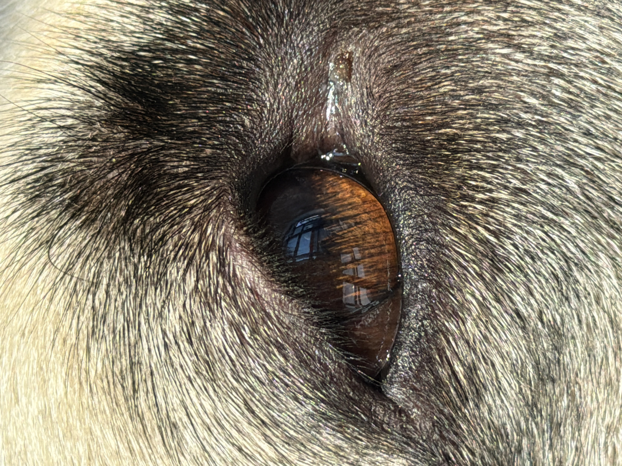The image is a close-up macro photograph of a dog's eye. The eye is a rich amber color with reflections of what appear to be windows or a structure. The surrounding fur is a mix of light tan and dark brown/black hairs, creating a textured appearance. There are small, glistening particles, possibly dirt or glitter, on the fur around the eye. A small amount of clear discharge is visible in the corner of the eye. The image does not contain any elements that would allow for localization to the city of Rostov-on-Don, Russia.