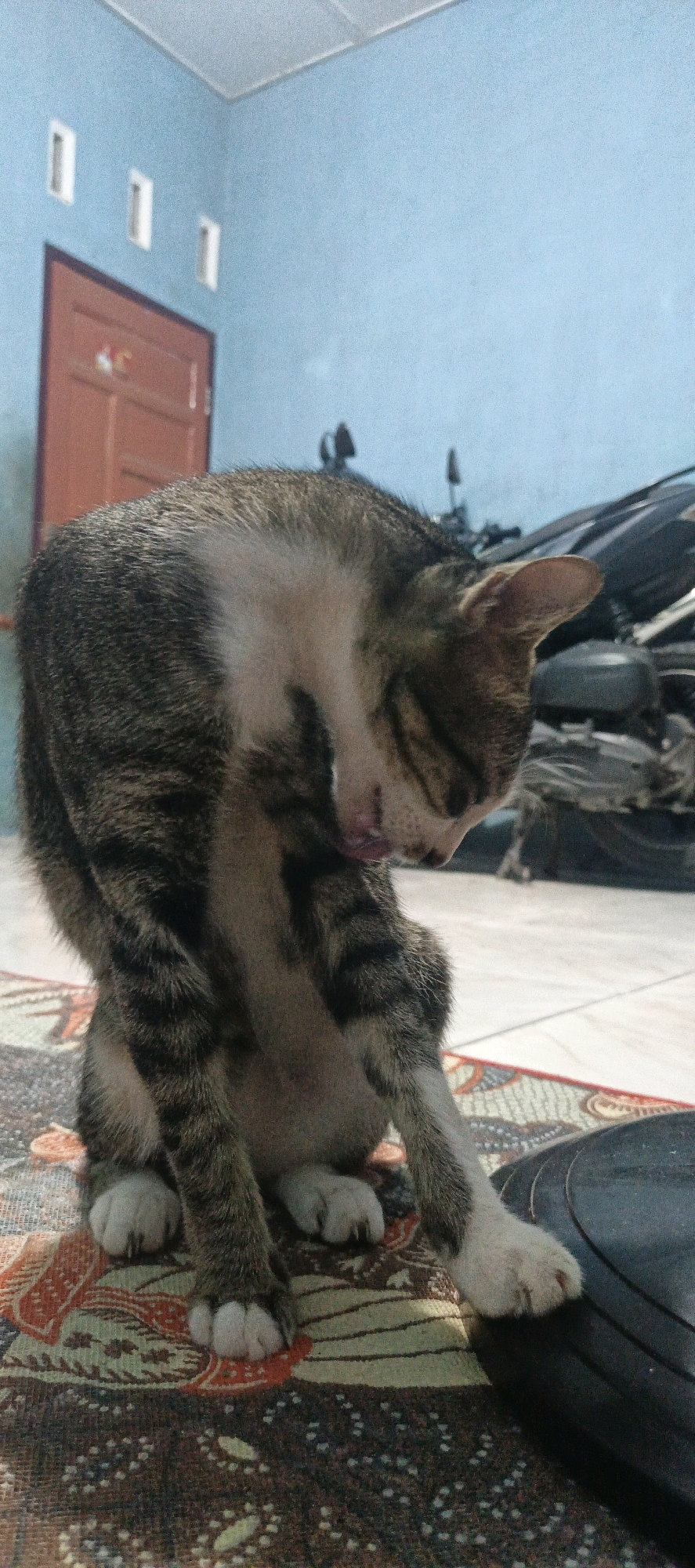 The image shows a tabby cat grooming itself indoors. The cat is sitting on a patterned rug. In the background, a blue wall is visible with a brown door and three rectangular vents. Part of a motorcycle is also visible in the background. The scene appears to be in a residential setting. The location is identified as City of Pematang Siantar, Indonesia.