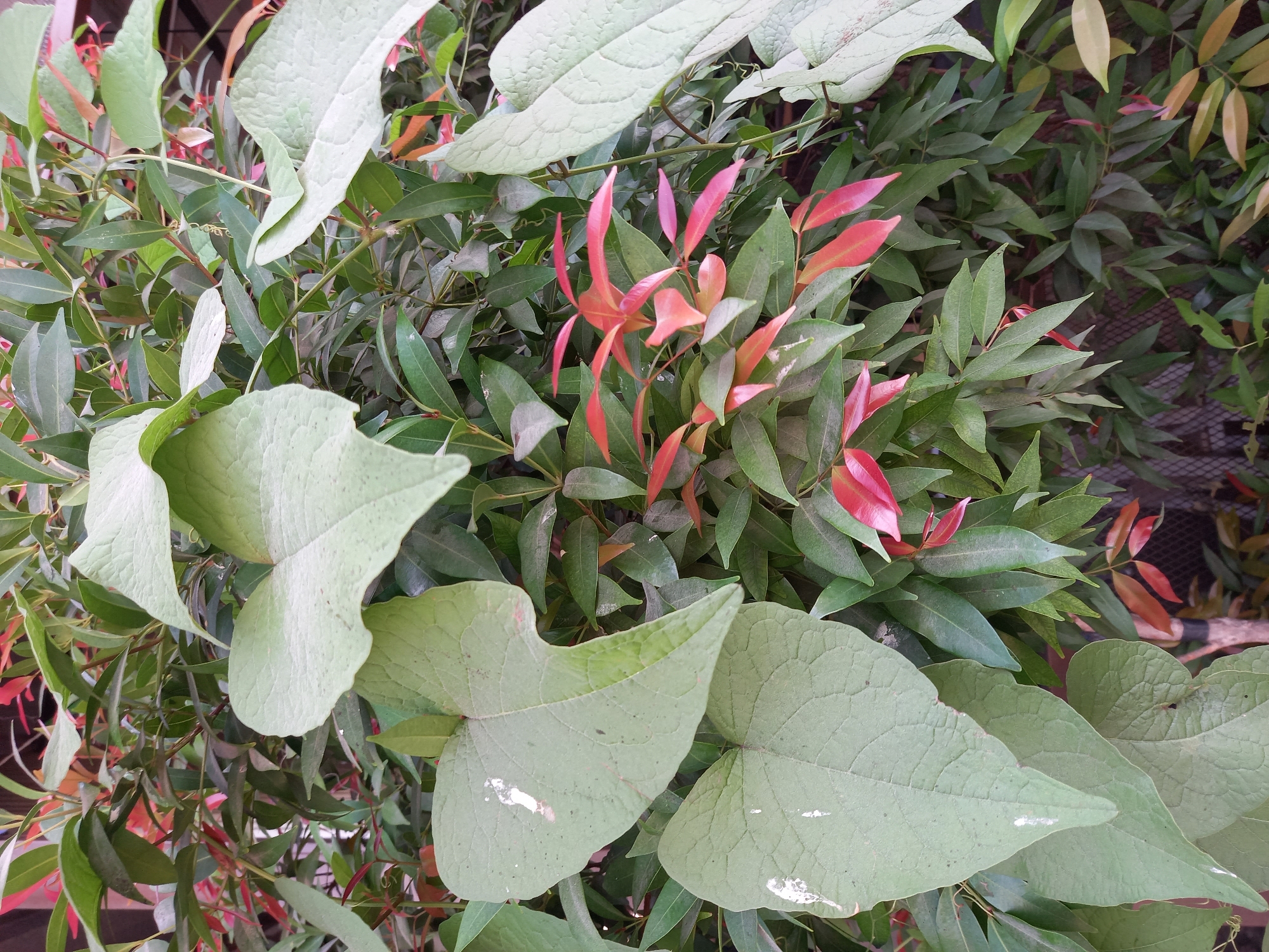 This is a close-up, eye-level, static photograph of a dense bush with two distinct types of foliage in Bungah, Indonesia. The foreground is dominated by large, pale green, heart-shaped leaves, some of which have white paint splotches. These leaves are textured and slightly wilted. Interspersed among these are numerous smaller, elongated leaves of varying shades of green. Prominently featured in the mid-ground are clusters of vibrant reddish-pink new growth, typical of a young plant or new shoots. The background is a blur of darker green leaves and suggests a shaded environment, possibly bordering a structure or fence, as indicated by a faint grid pattern visible through the foliage. The lighting is soft and diffused, suggesting an overcast day or shade. There are no people or animals visible in the image.