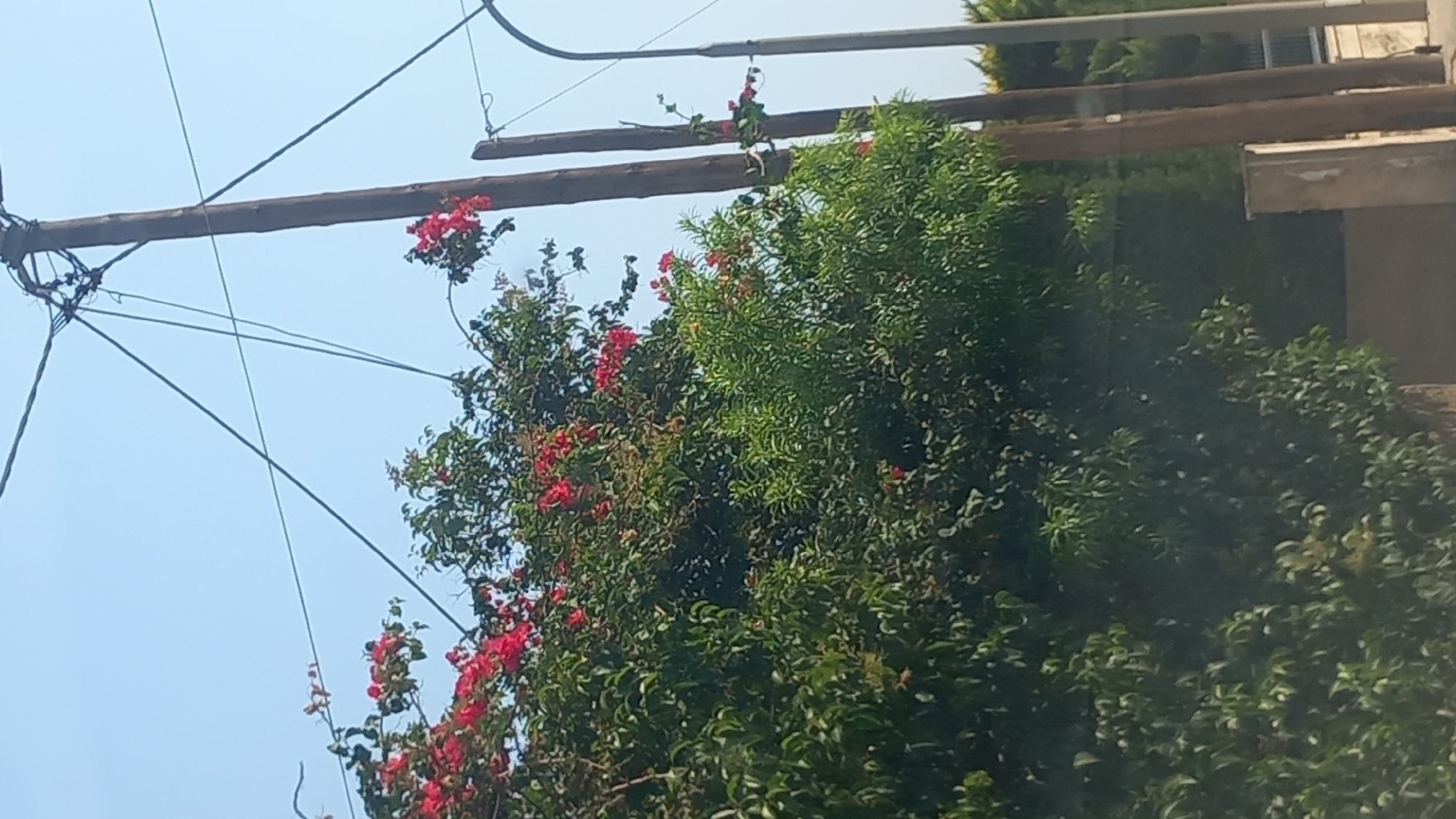 The image depicts a residential street scene in Kos, Greece, featuring lush greenery and overhead utility lines. A dense bush with vibrant pink flowers dominates the left side of the frame. Two wooden utility poles stand in the foreground, with wires crisscrossing above. A street lamp is visible on the right. The background includes more vegetation and hints of buildings. The sky is clear and blue. No people are present in the image.