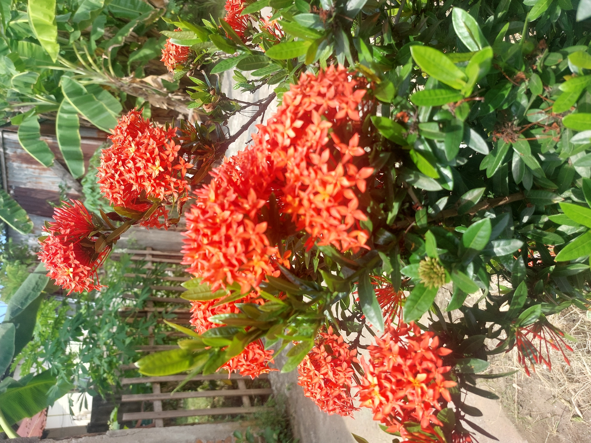 The image shows a cluster of red Ixora flowers in a garden setting. Lush green foliage surrounds the bright red flower heads. In the background, a glimpse of a fence, other vegetation, and a corrugated metal structure can be seen. Based on the prompt, the location is in the city of Lhokseumawe, Indonesia.