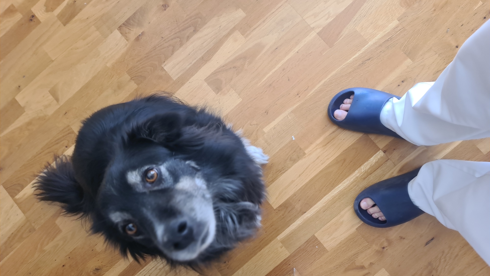 A black and white dog is looking up at the camera on a wooden floor. The dog's head is slightly tilted, and its eyes are focused on the viewer. In the background, there are two feet wearing dark blue sandals and white pants. The setting is indoors, possibly a home. The scene is not identifiable as being located in Budva, Montenegro.