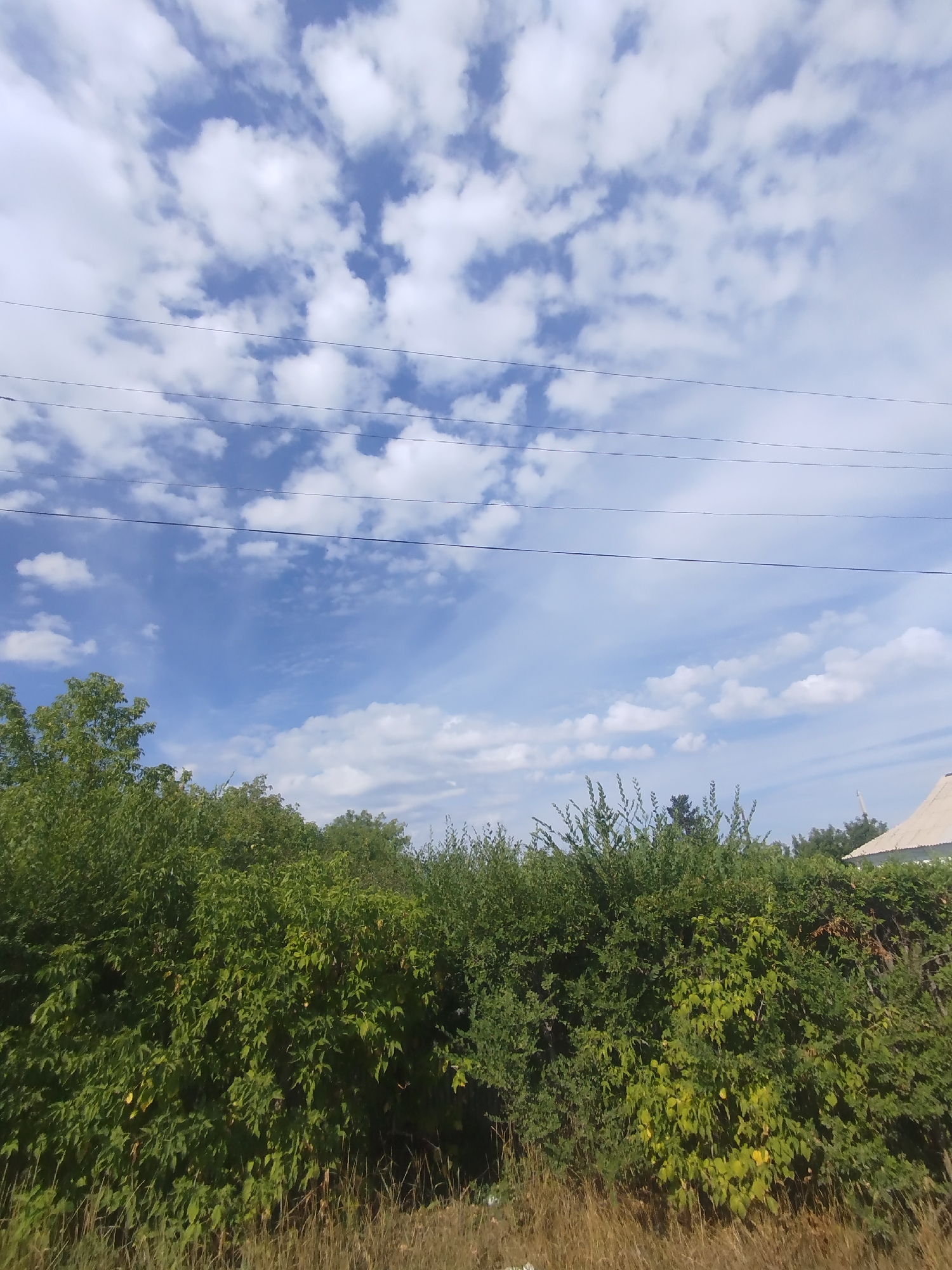 The image depicts an outdoor scene with a dense green hedge in the foreground and a blue sky with scattered white clouds in the background. There are power lines visible stretching horizontally across the sky. A portion of a white building with a peaked roof can be seen on the right side of the image, peeking out from behind the foliage. The vegetation appears to be thriving, with lush green leaves dominating the lower half of the frame. The lighting suggests it is daytime. The scene appears to be a residential area or a park given the presence of the hedge and the building. Without further information or context specific to the city administration of Qarağandı, Kazakhstan, it is not possible to pinpoint the exact location within the city.