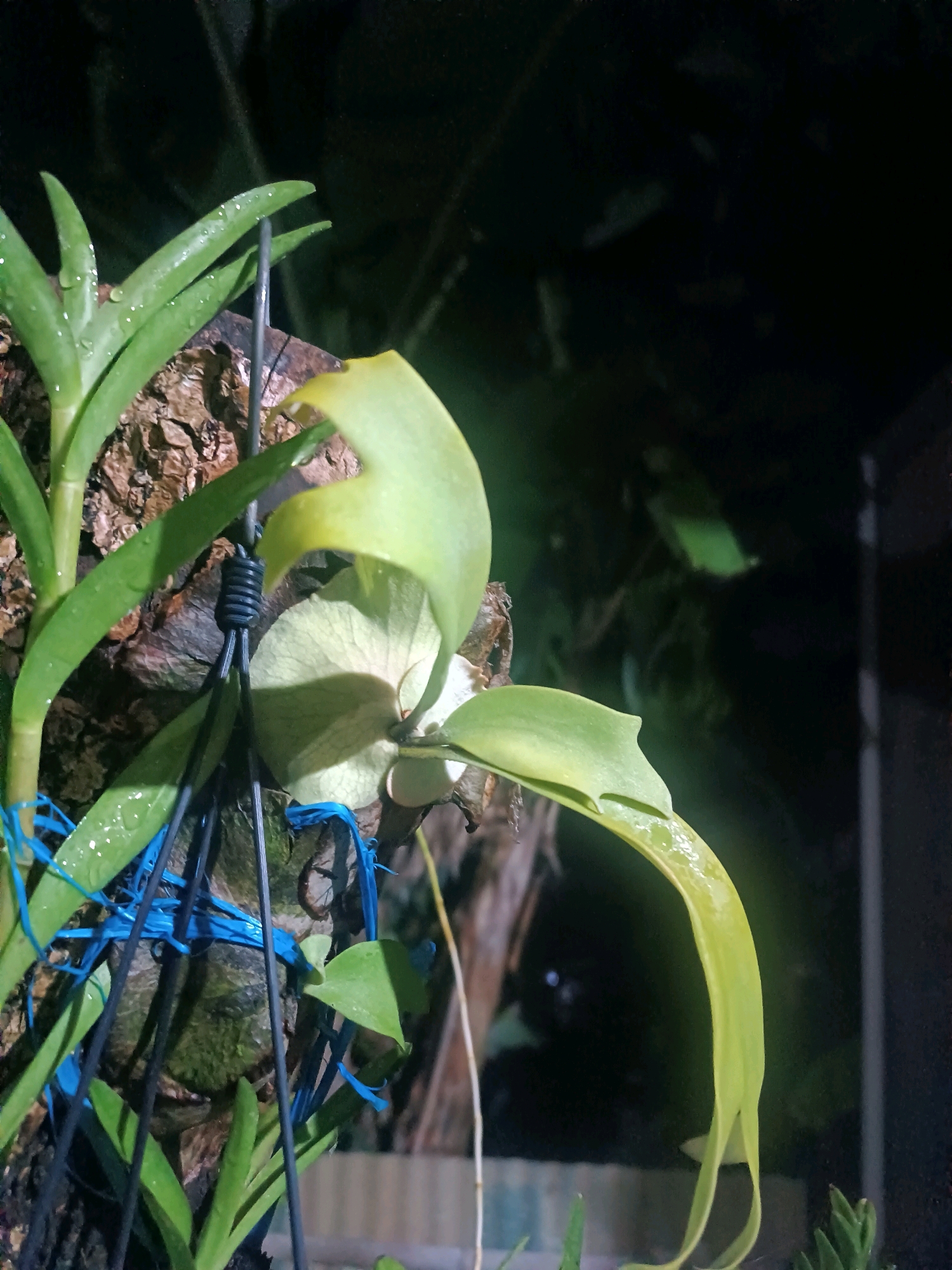 A close-up, low-angle, natural light outdoor photograph depicts a unique orchid plant mounted on a piece of bark. The orchid has vibrant green, strap-like leaves with visible water droplets on their surface. One prominent, elongated, pale yellow leaf curves gracefully downwards, its tip appearing slightly frayed. The plant is secured to the bark with thin black wires and blue plastic strapping, suggesting it is part of a collection or display. The background is dark and blurred, hinting at foliage and possibly a natural, shaded environment. No people are present in the image. The specific location in Tabanan, Indonesia, cannot be determined from the visual information provided.
