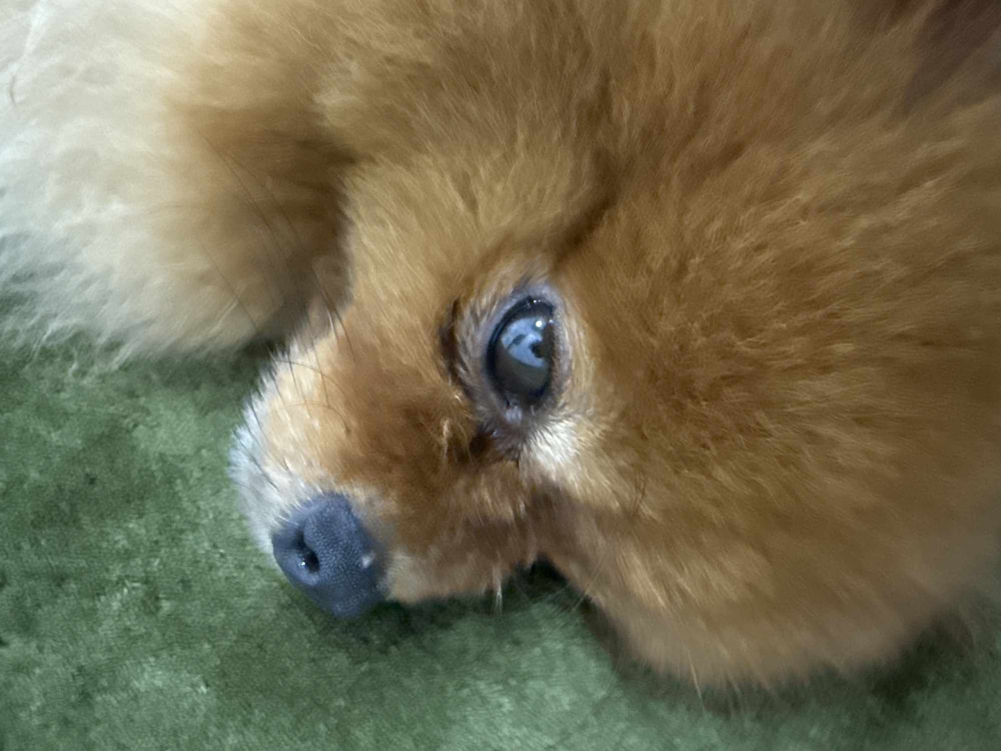 A close-up, eye-level shot shows the face of a Pomeranian dog with tan fur lying on a green surface, likely a carpet or rug. The dog's dark nose is visible on the left side of the frame, with its right eye in the center, reflecting light. The background is out of focus. No specific location in Bac Nha Trang Ward, Vietnam is identifiable from the image.