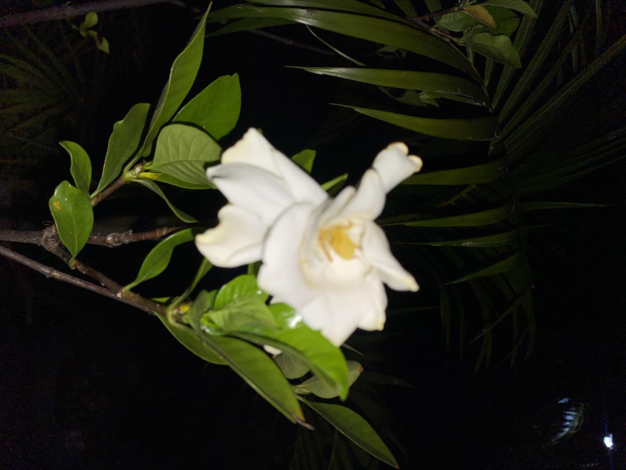 A white gardenia flower is in focus against a dark background with green leaves and stems. Some leaves appear to be those of a palm. The setting appears to be outdoors at night. There is no clear indication of the scene being in Buketteukuh, Indonesia.