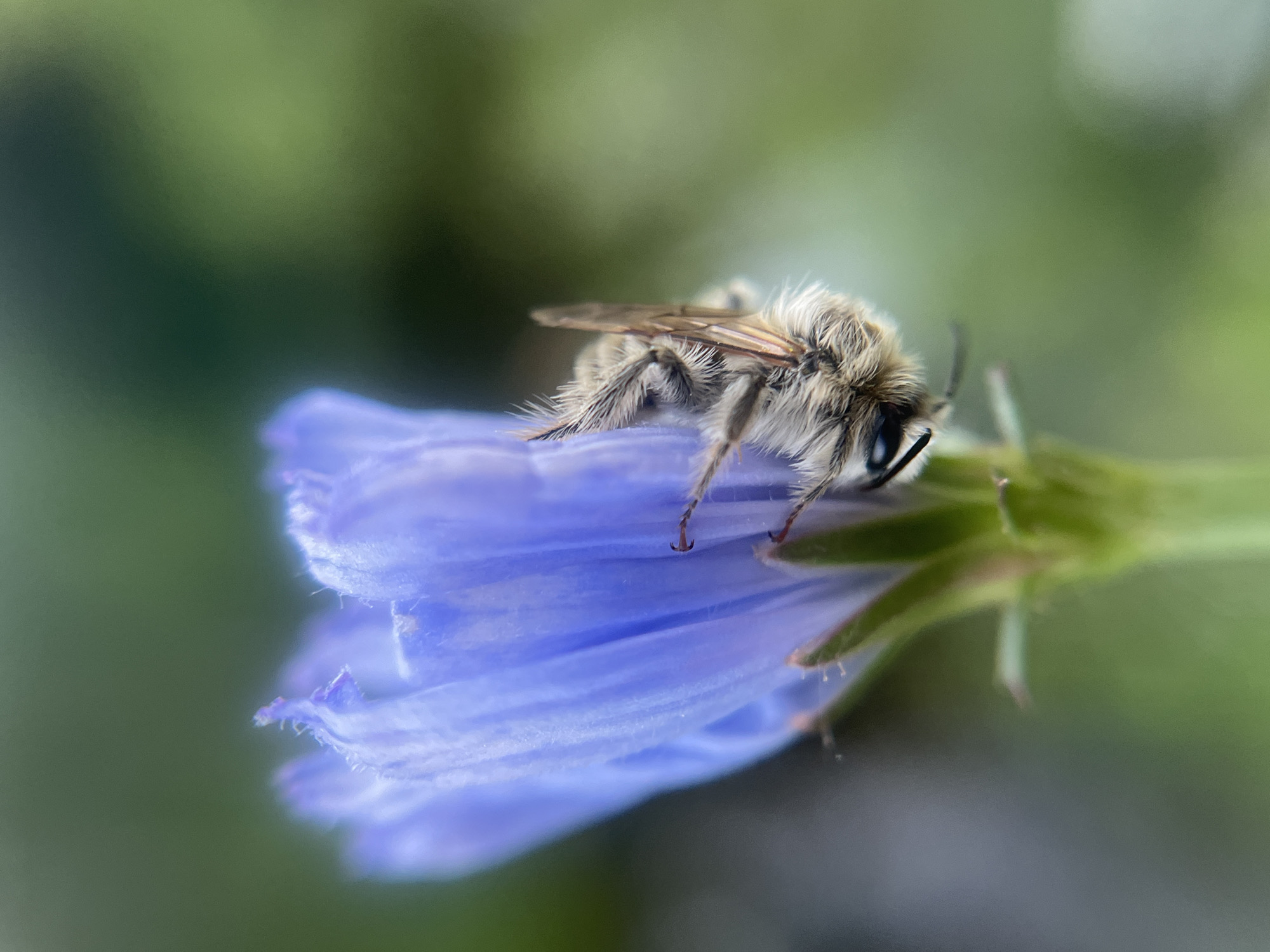 A macro photograph captures a bee resting on a delicate purple flower. The bee, predominantly in shades of gray and beige, is covered in a fine fuzz, with its wings slightly extended. Its body is positioned lengthwise across the flower's petal, with its head facing towards the right of the frame. The flower exhibits soft, translucent purple petals, with visible fine hairs along its edges. The background is a bokeh of soft green, suggesting a natural, outdoor setting like a garden or meadow. The lighting appears natural, possibly indicating daytime. The image is sharpest on the bee and the flower it rests upon, with the background softly blurred, creating a sense of depth and focusing attention on the subjects. The setting is identified as Zhigalki, Russia. No text is visible in the image.