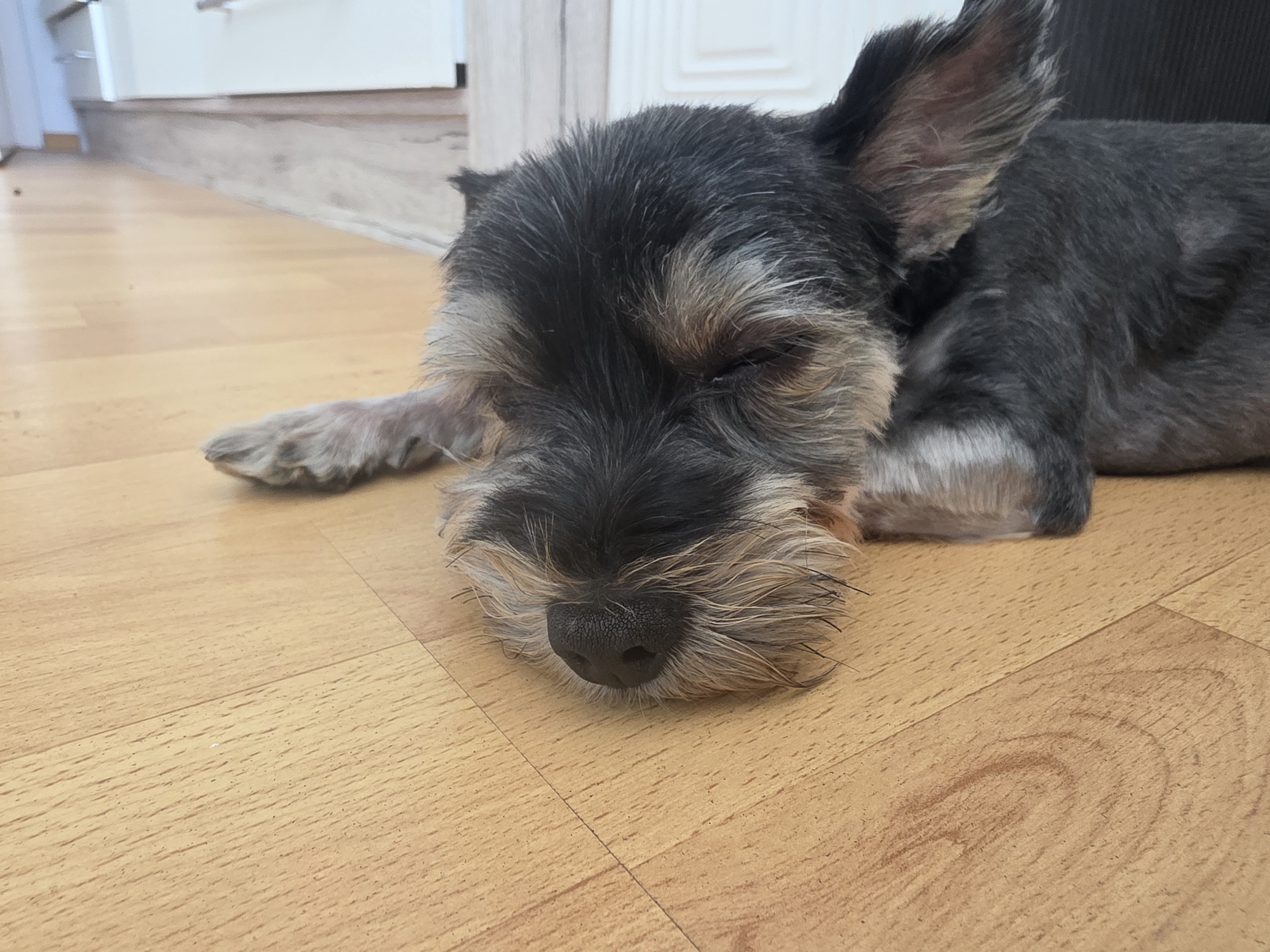 A small dog, possibly a Schnauzer mix, rests with its eyes closed on a light brown wooden floor. Its fur is a mix of black and gray, with longer, lighter fur around its muzzle. One paw is visible in the foreground, resting on the floor. The background shows a blurred view of a white baseboard and a doorway. There is no indication of a specific location in Munich, Germany.