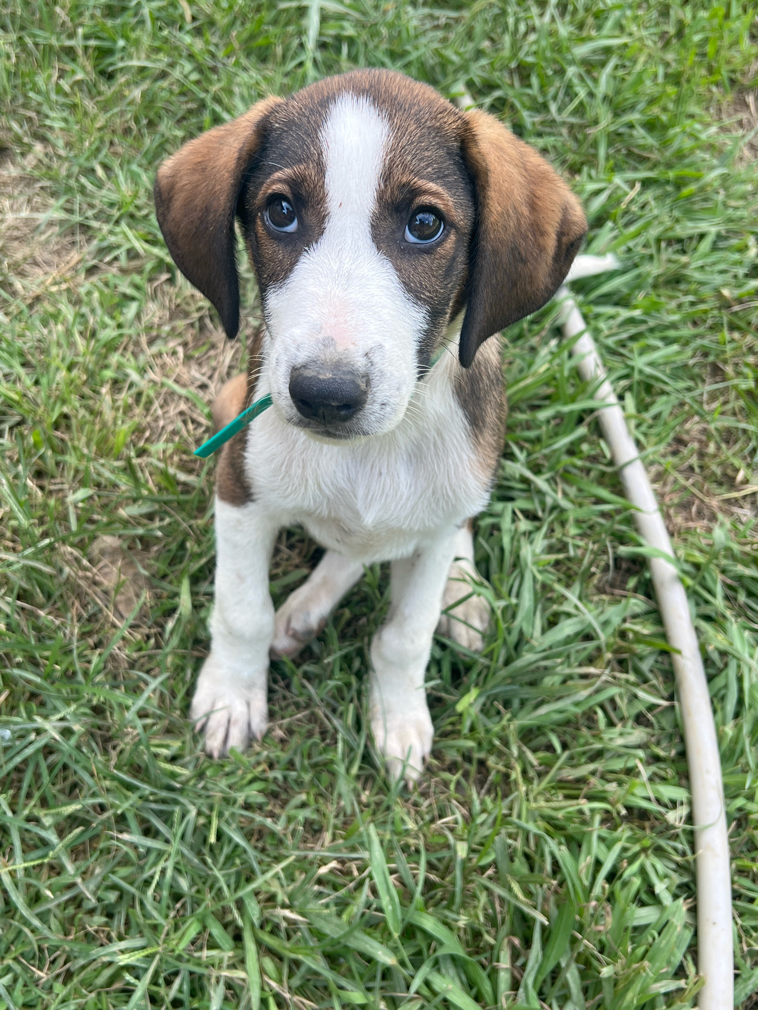 A medium shot captures a young puppy sitting upright on a patch of green grass. The puppy has brown and white fur, with brown ears that droop down. Its eyes are wide and dark, looking directly at the camera. A thin, bright green collar is visible around its neck. The grass surrounding the puppy is varied in length and shade of green, with some patches of dried earth visible. To the right of the puppy, a white, cylindrical object, possibly a hose or pipe, lies on the grass. The overall impression is that of an outdoor scene, potentially a backyard or park, given the natural environment. The location is specified as Sokhumi, Abkhazia, suggesting a temperate climate conducive to outdoor activities. There are no people visible in the image.