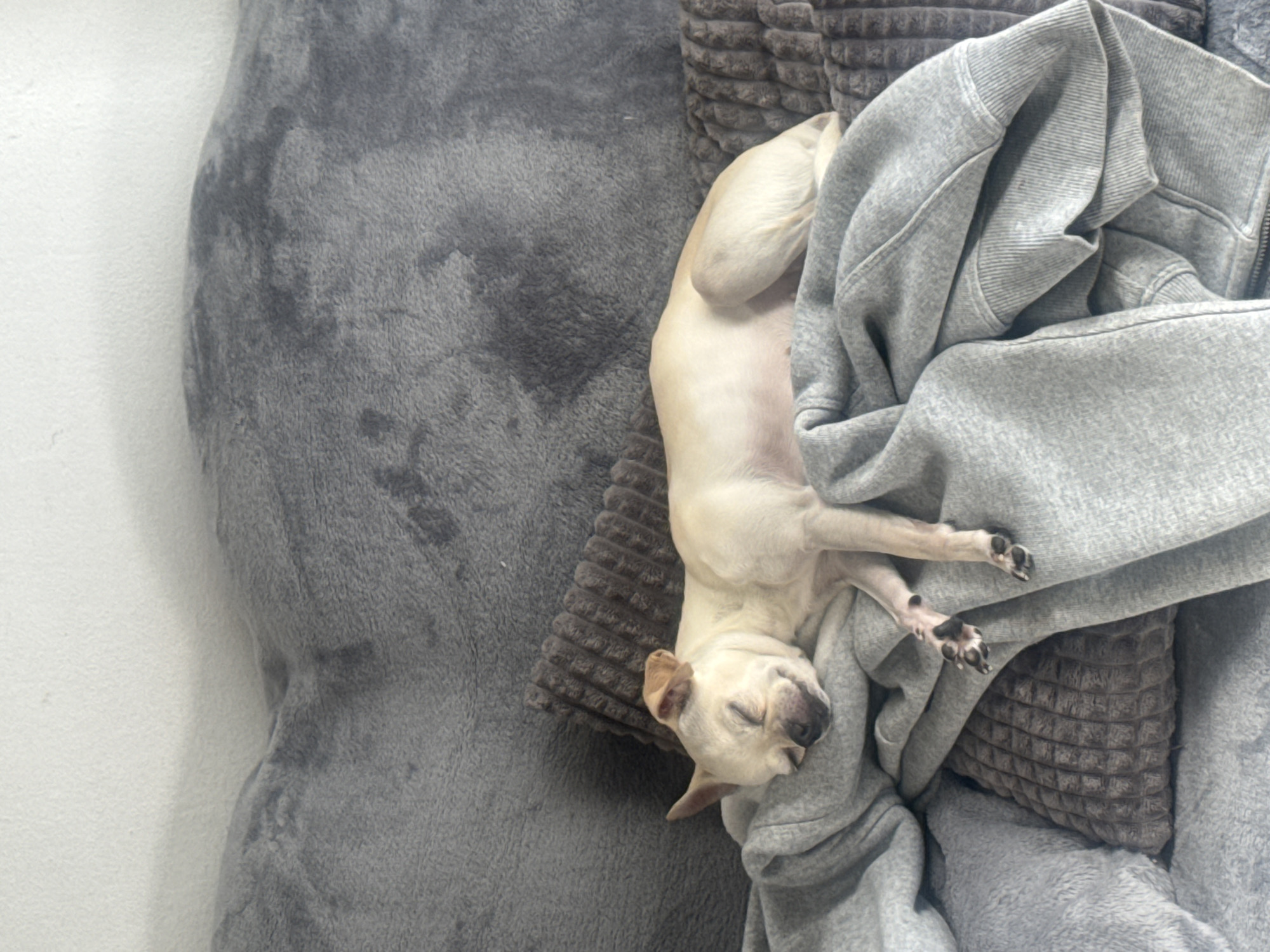 An adult, light-colored Chihuahua dog is sleeping on a gray couch. The dog is lying on its side, with its eyes closed and its paws tucked beneath it. The couch is covered in a soft, gray blanket. There are also a few pillows on the couch, one of which has a textured pattern. The background of the image is a plain white wall. The scene appears to be in a home environment, likely a living room or bedroom.