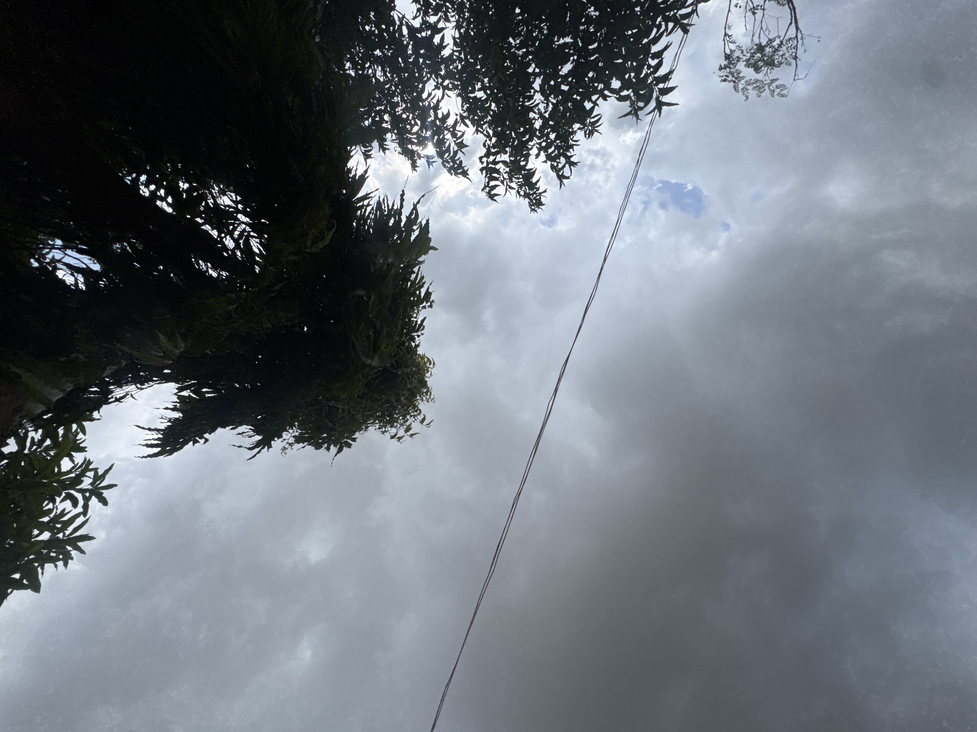 An outdoor, low-angle shot captures a cloudy sky and silhouetted tree branches in Unknown, Unknown. Two thin, parallel wires stretch across the frame diagonally from the lower left to the upper right. The sky is filled with a mixture of dark gray storm clouds and lighter patches of gray and white. The branches of trees are visible at the top and right edges of the image, some appearing dense and dark, while others are more sparse with visible leaves. A small patch of blue sky is visible towards the upper right, peeking through the clouds and foliage. The image is oriented such that the top of the frame is towards the sky.