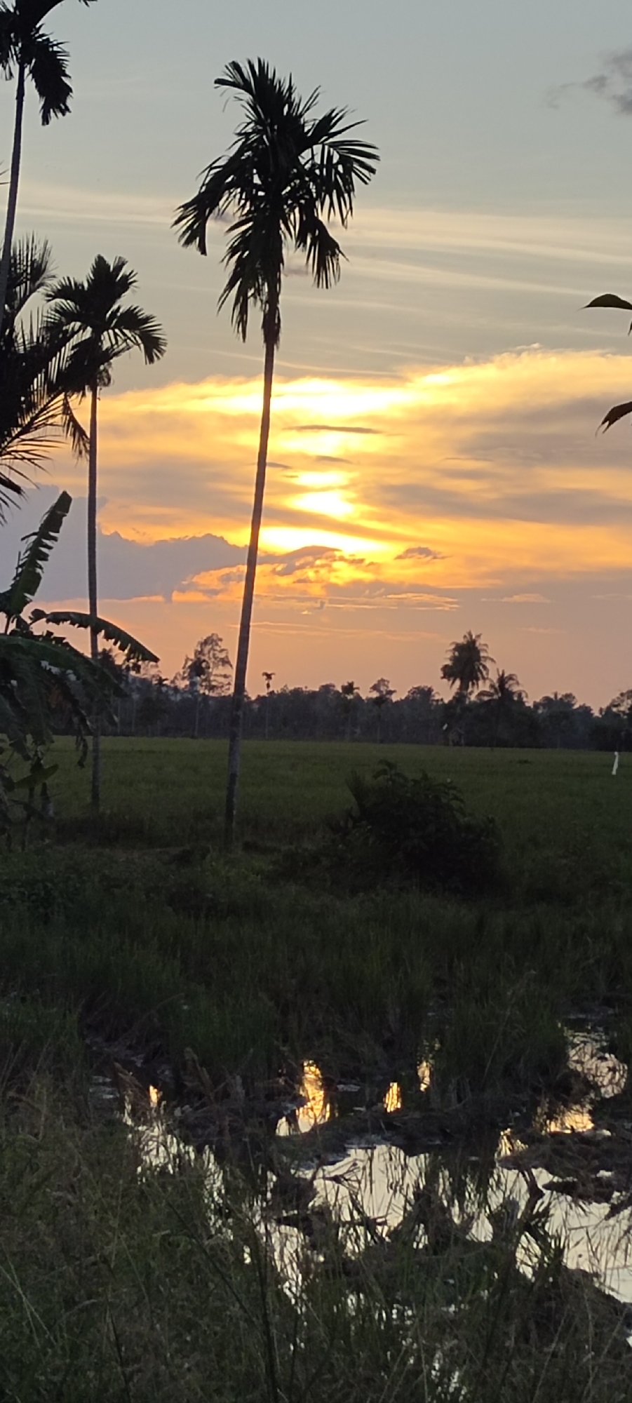 The image depicts a landscape with palm trees silhouetted against a vibrant sunset sky. In the foreground, there's a body of water, likely a pond or a flooded area, reflecting the colors of the sunset. The area around the water is overgrown with grass and vegetation. In the midground, there's a field with denser foliage, possibly a rice paddy or similar agricultural land. Further in the background, there's a treeline that appears darker due to the lighting conditions. The sun is partially obscured by clouds, creating a dynamic pattern of light and shadow in the sky. The overall scene suggests a rural or agricultural setting during twilight. The location is listed as Unknown, Unknown.