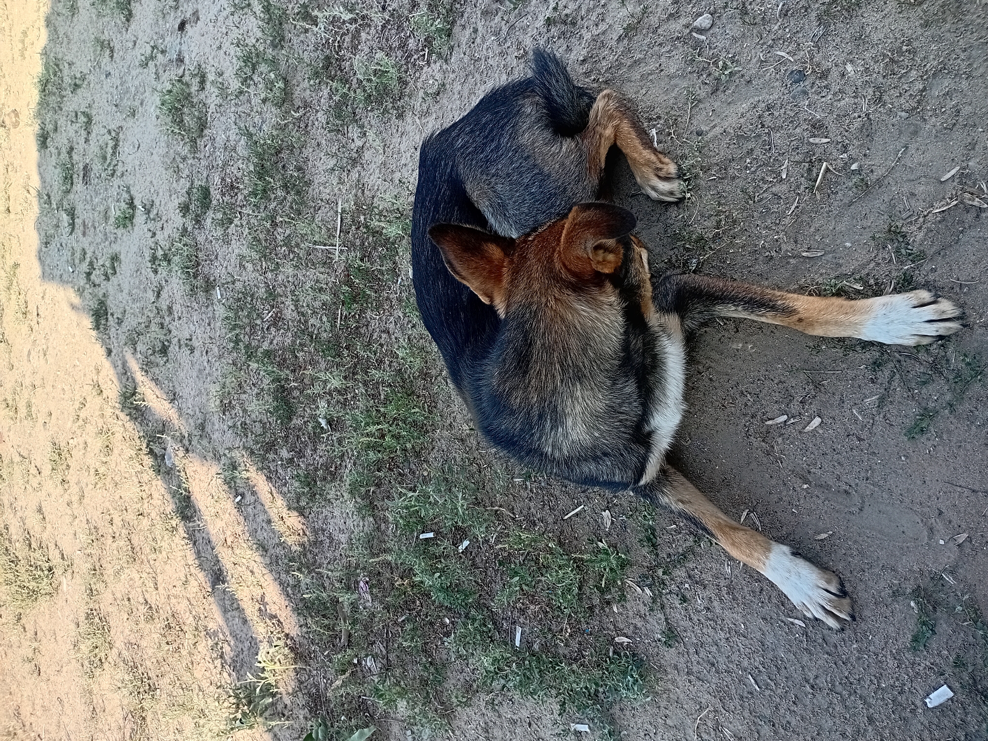 A medium-sized dog with dark brown and tan fur is lying on the ground. The dog's body is curled on its side, with its head tucked towards its body. Its front legs are extended in front of it, and its hind legs are tucked underneath. The dog's fur is short and appears to be somewhat scruffy. The ground is a mix of dry soil and sparse green grass. Shadows from an unseen object stretch across the ground. The scene appears to be outdoors, possibly in a park or yard.