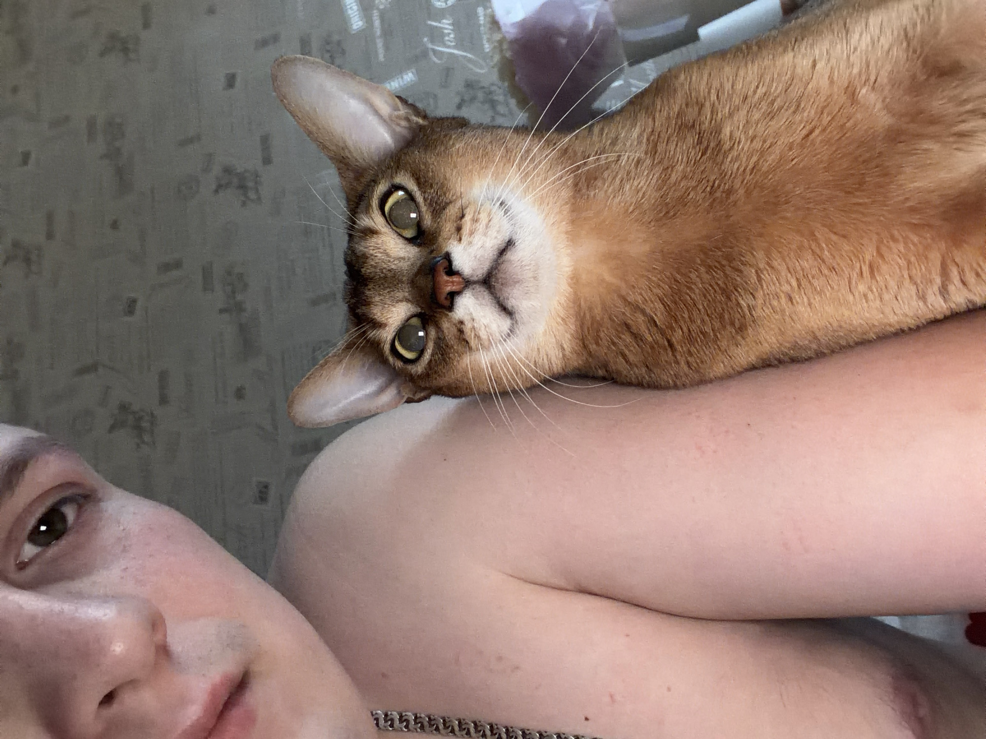 A close-up, tilted-angle photograph shows a human, presumably female, and an Abyssinian cat. The human's face, partially visible in the lower left corner, displays light skin, brown hair, and a silver chain necklace. The cat, with its characteristic reddish-brown fur and large, almond-shaped eyes, lies on the human's arm. The background is a gray surface with a faint printed pattern and possibly some transparent plastic packaging. The location of Chaikovsky, Russia is not discernible from the image. No specific actions or interactions are evident beyond the cat resting on the human's arm.
