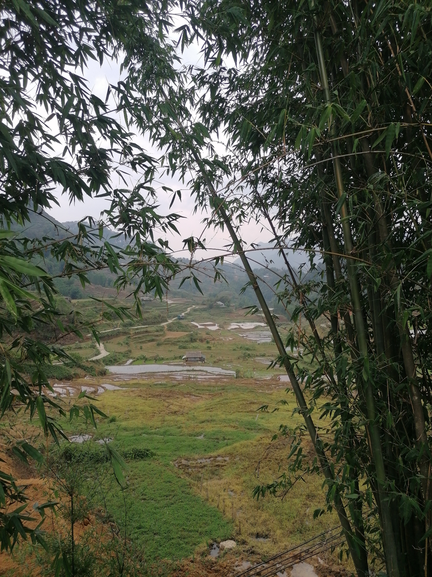 The image captures a picturesque rural landscape framed by a dense canopy of bamboo stalks and leaves in the foreground. The bamboo, with its slender green leaves and tall culms, creates a natural window through which the valley unfolds.
In the midground, a series of terraced fields dominate the scene, characteristic of agricultural practices in mountainous regions. Many of these fields are partially flooded with water, reflecting the soft, diffused light from the sky, suggesting preparation for planting or recent harvesting. Other plots display patches of vibrant green and yellowish-brown vegetation. A winding dirt path or trail snakes through these cultivated areas, connecting different sections of the valley. A small, rustic wooden hut or structure is visible nestled among the fields.
The background reveals undulating mountains, covered in dense greenery, fading into a hazy, overcast sky. The light is soft and diffused, indicating a cloudy day, possibly late morning or early afternoon. The entire scene evokes a sense of tranquility and rural life. There are no people visible, nor any discernible text within the image. This landscape is consistent with the known scenery of Cat Cat Village in Vietnam, renowned for its terraced rice paddies.