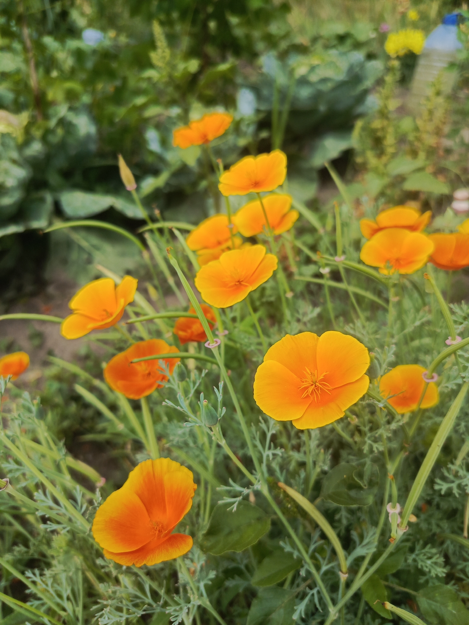 A close-up, eye-level shot captures a cluster of vibrant orange California poppies in full bloom, set against a softly blurred background of green foliage and what appears to be a cabbage plant. The flowers, with their delicate, ruffled petals, are the primary focus, their bright color contrasting with the muted greens of their surroundings. Some of the poppies are fully open, revealing their intricate stamens, while others are partially closed or still in bud. Thin, reedy stems, some adorned with small, green seed pods, weave through the frame, adding texture and depth. The lighting suggests it is daytime, with a gentle glow illuminating the petals. The overall impression is one of natural beauty and botanical diversity, hinting at a garden or wild patch of flowers.