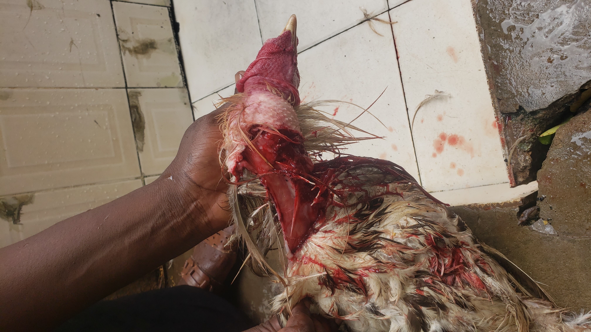 An outdoor, eye-level shot captures a person's dark-skinned hand holding a recently slaughtered chicken. The chicken's head is still attached, but its neck is deeply cut open, exposing flesh and bone, with copious amounts of bright red blood covering the wound and splattering across its white and brown feathers. Loose feathers are also visible around the neck and on the ground.
The scene is set on a light-colored, possibly cream or white, tiled surface that appears wet, with water droplets and streaks visible across the tiles. Several blotches and splatters of blood are visible on the tiles, particularly to the right of the chicken. The tiles also show some dirt and darker stains. To the right of the frame, a concrete structure or drainage area, also wet and somewhat grimy, is visible, with hints of green foliage within it. The person's arm, adorned with faint veins, is visible in the lower left, extending to grip the chicken. The overall lighting suggests it is daytime. The image depicts a common practice of preparing poultry, likely for consumption, in what appears to be a practical, utilitarian setting within Sabon Tasha, Nigeria. No visible text is present.