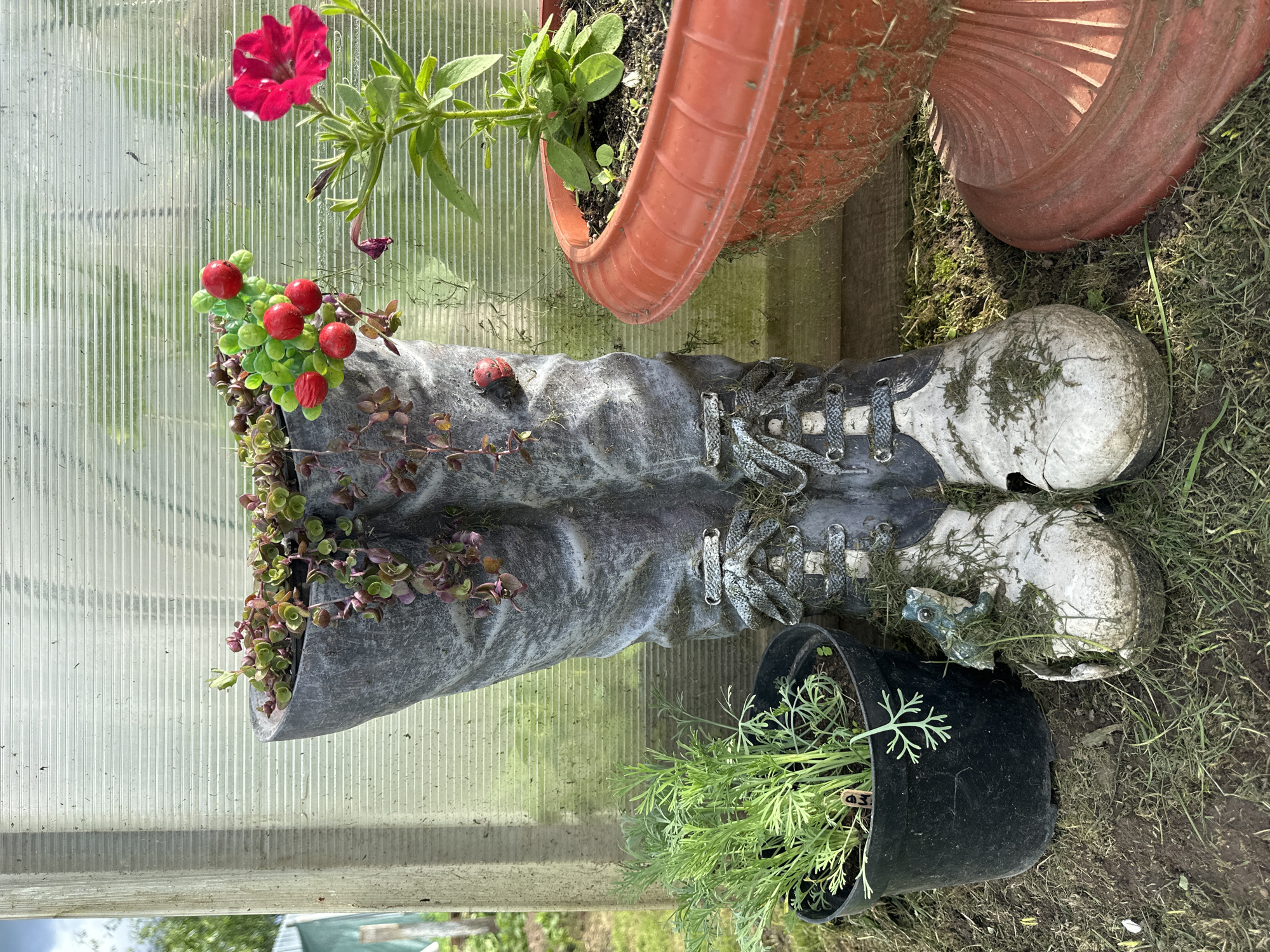 The image shows a creative garden planter made from an old pair of boots, filled with various plants. The boots are gray and have laces, and they are positioned upright as if someone were wearing them. Small red berries are visible on some of the plants, along with green foliage. To the right of the boots, there is a black pot containing a green, feathery plant, possibly dill.
In the background, a corrugated plastic greenhouse structure is visible, suggesting the setting is outdoors, perhaps in a garden or allotment. Two large terra cotta pots are also present, one partially filled with soil and a plant with a bright pink flower. The ground is covered with grass and soil.
The scene appears to be set during the daytime, with bright lighting. There are no people in the image. The overall mood is peaceful and suggests a gardener's personal touch. No visible text is present in the image. The location is identified as Piriutino, Russia.