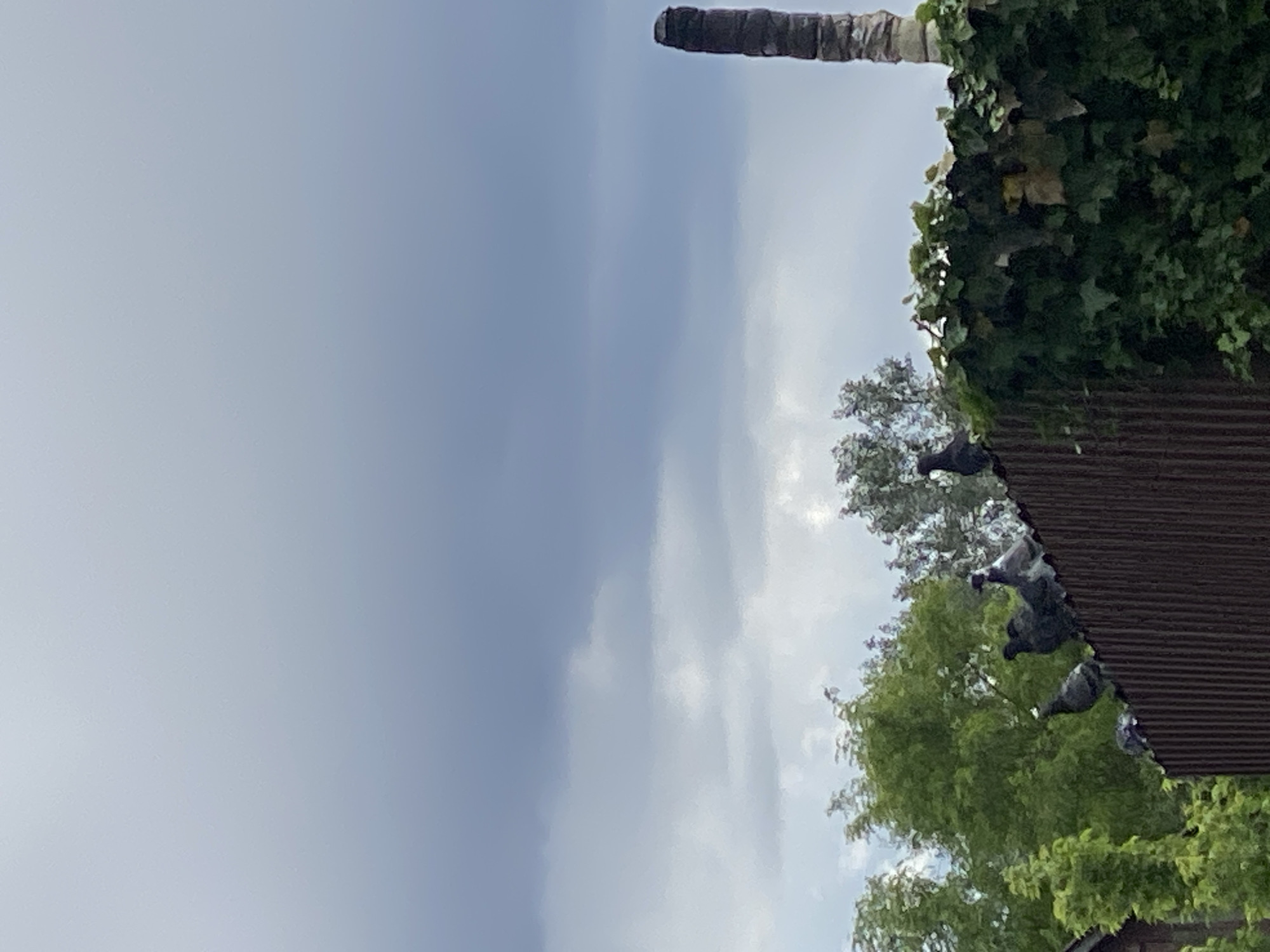 The image, taken outdoors during daylight, shows several pigeons perched on the edge of a brown, corrugated roof. Lush green foliage, including trees and climbing ivy, surrounds the roof. Above the foliage is a partly cloudy sky. A palm tree trunk is visible in the top right corner. The location of the image is Ustyvytsia, Ukraine.