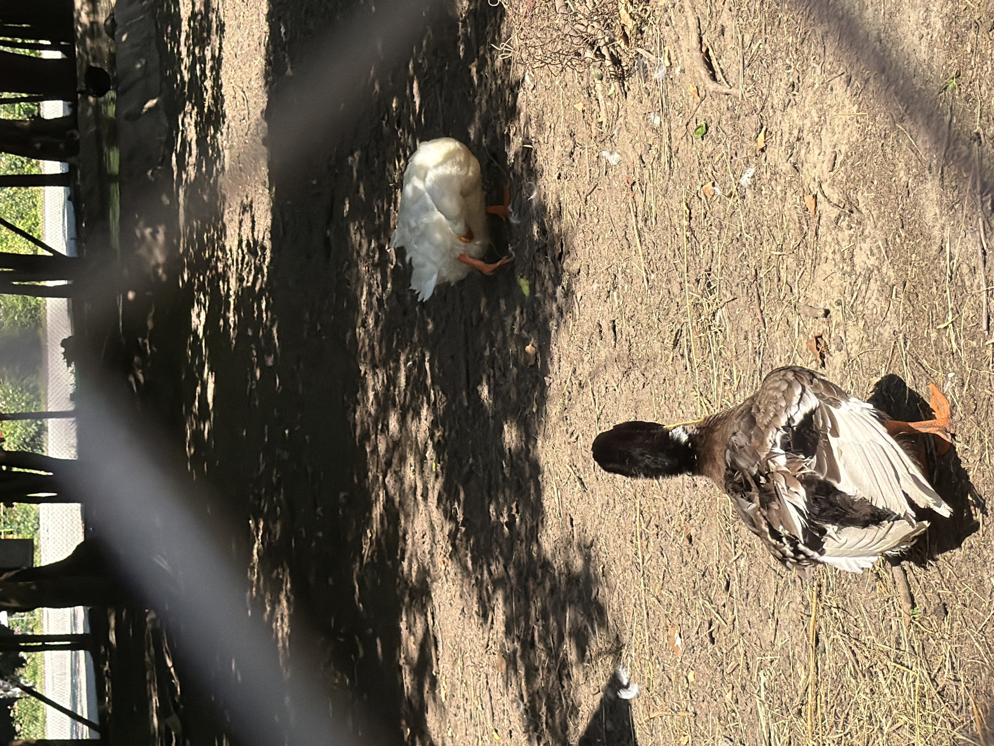 The image depicts two ducks in an outdoor enclosure, likely at a zoo or animal park. In the foreground, a brown and white duck is shown from behind, facing away from the camera. Its tail feathers are fanned out, and its orange legs are visible. In the midground, a white duck is bending down, possibly preening or foraging, with its orange legs and feet also visible. The ground is covered in dry dirt, with scattered straw, leaves, and a few white feathers. Sunlight casts dappled shadows from trees onto the ground. The background is blurred but suggests a naturalistic setting with trees and possibly a water feature. The scene is viewed through a wire fence, which creates a slightly obscured perspective. The location is not Pazardzhik, Bulgaria; it is a generic outdoor enclosure.