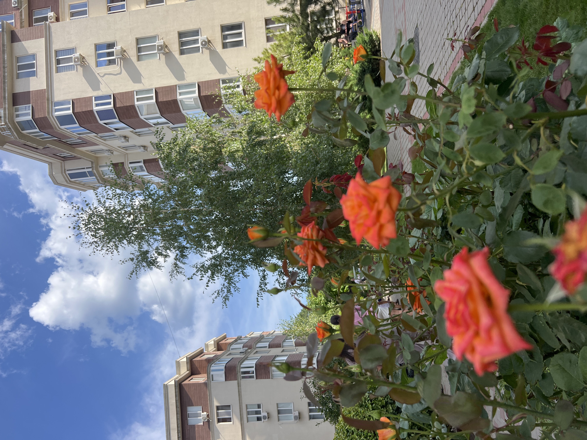 In Kryzhanivka, Ukraine, an outdoor scene unfolds with a focus on blooming orange roses in the foreground. The roses, with their vibrant petals, are the primary subjects, some in full bloom and others as buds. Behind the rose bushes, two modern apartment buildings with beige and brown facades dominate the background. These buildings feature multiple floors with numerous windows and visible air conditioning units. A tall, leafy tree stands between the rose bushes and one of the buildings. The ground is covered with a paved walkway made of rectangular bricks, bordered by a strip of green grass. The sky above is a bright blue with scattered white clouds. In the middle ground, partially obscured by the rose bushes, two individuals can be seen walking. Further in the background, on a bench near the paved area, two more people are seated. The scene captures a tranquil moment in a residential urban environment, highlighting the contrast between nature and architecture.