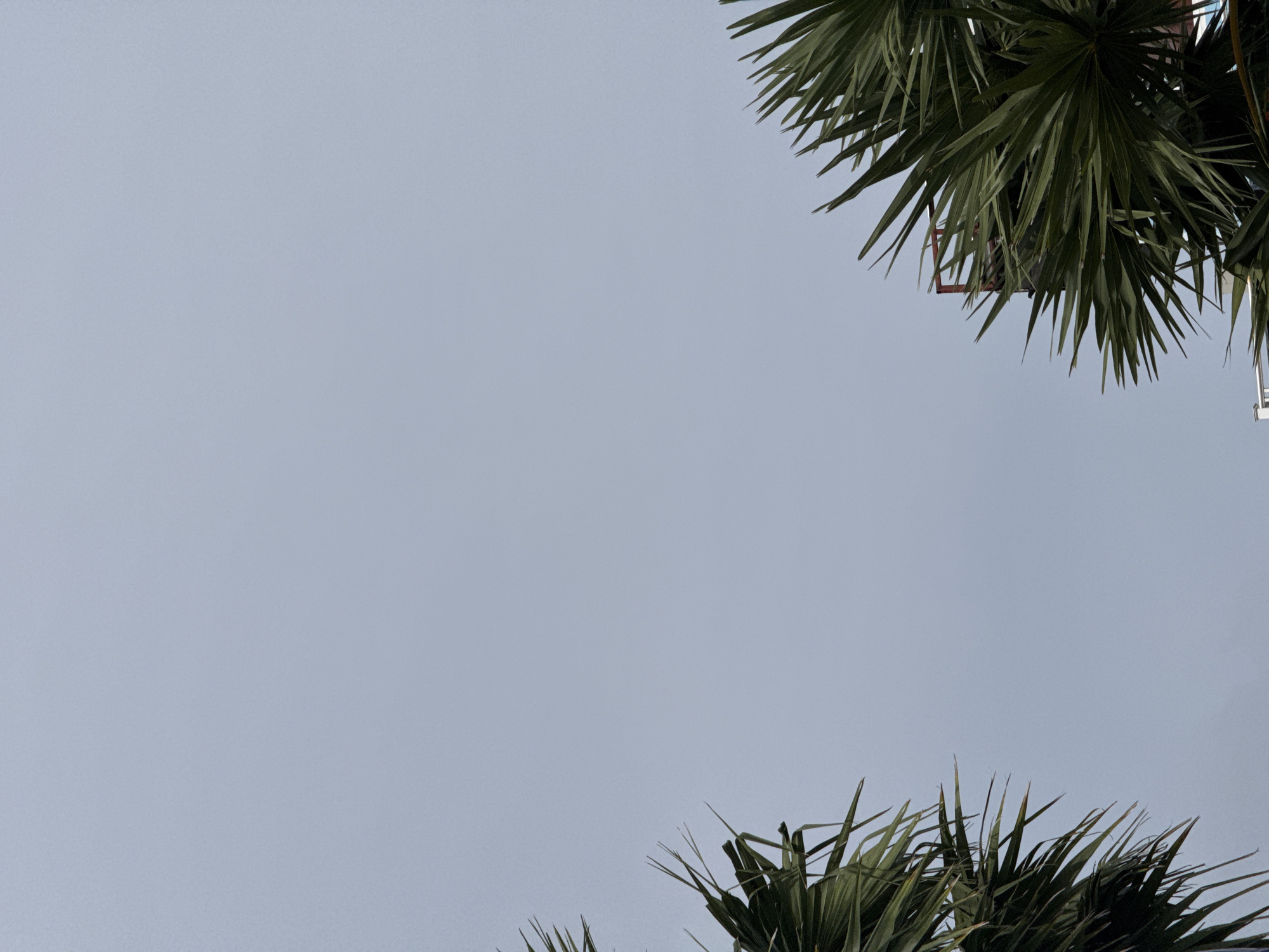 The image shows a view of the sky from a low angle, with the tops of palm trees framing the lower left and right corners. A structure, partially obscured by foliage, is visible on the right side, with a red metal frame element. The sky is overcast and a pale blue-gray. The overall impression is of an outdoor scene, likely in a tropical location, with a subtle hint of urban development peeking through the natural elements. The presence of palm trees suggests a warm climate, and Karon, Thailand is a plausible location given its tropical setting and coastal environment.