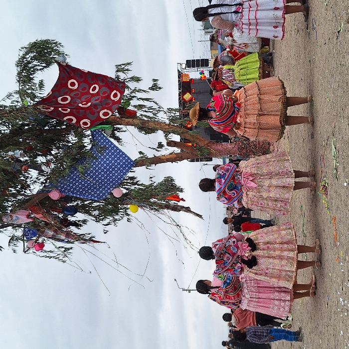 The image depicts an outdoor festive gathering, viewed from a slightly elevated perspective. The photograph is oriented vertically, with the ground extending from the bottom right to the top left.
In the foreground and midground, a group of women, primarily seen from behind or the side, are dressed in vibrant traditional attire. They wear voluminous, layered skirts in various colors including white with pink trim, light pink/gold, peach/orange, and bright green. Each woman also wears a colorful, patterned shawl (manta) draped over her shoulders, with some featuring intricate designs and tassels. One woman visible from the side wears a wide-brimmed straw hat. Their hair is often styled in long braids. They appear to be engaged in a communal dance or procession, as their postures suggest movement, and they are generally facing towards the right side of the frame, where a stage or sound system is located.
A prominent feature in the midground is a large, leafy tree, possibly a eucalyptus, which is festively decorated. Various fabrics are tied to its branches, including a large red cloth with white circular patterns and a blue cloth with a geometric white pattern. Smaller, colorful ornaments, resembling pom-poms or lanterns, in yellow and pink, also adorn the branches. Ribbons and streamers are visible among the foliage, suggesting a ceremonial or celebratory purpose for the tree, reminiscent of a "yunza" or "cortamonte" tradition common in some South American cultures.
In the background, behind the women and the tree, a makeshift stage or sound system with several bright lights is visible, indicating live music or entertainment. The ground underfoot is a dusty, unpaved area, likely dirt or gravel, strewn with confetti or torn paper, further suggesting a celebratory event. The sky overhead is overcast and light gray, indicating a cloudy day. Several indistinct figures, including children, can be seen in the distant background, observing the festivities. The overall atmosphere appears lively and communal.