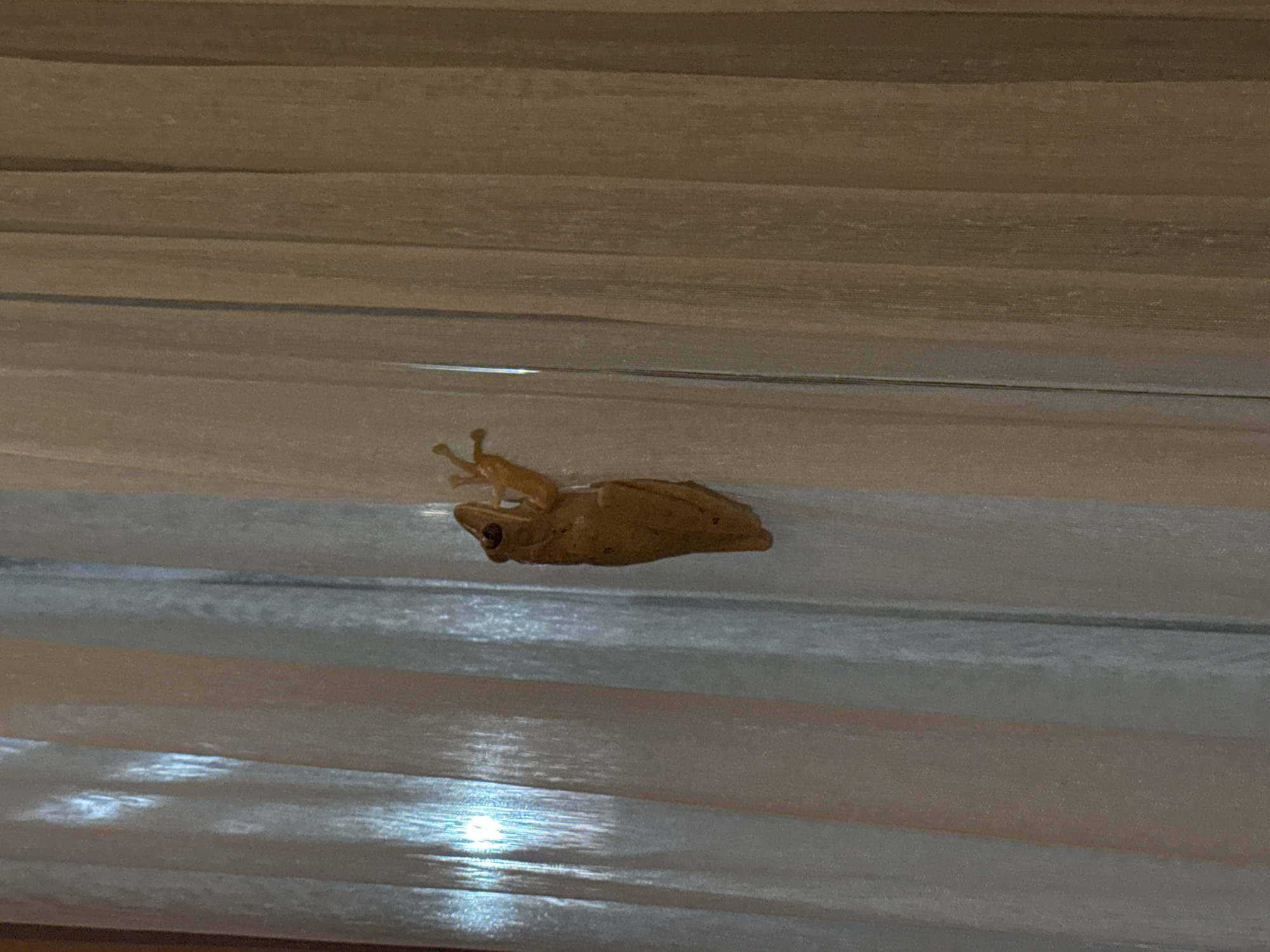 A small, tan frog clings to a textured, horizontal surface. The frog appears to be upside down, its toes gripping the surface. The background consists of repeating horizontal lines. The location is not discernible from the image alone, and cannot be confirmed as Ungasan, Indonesia without additional information.