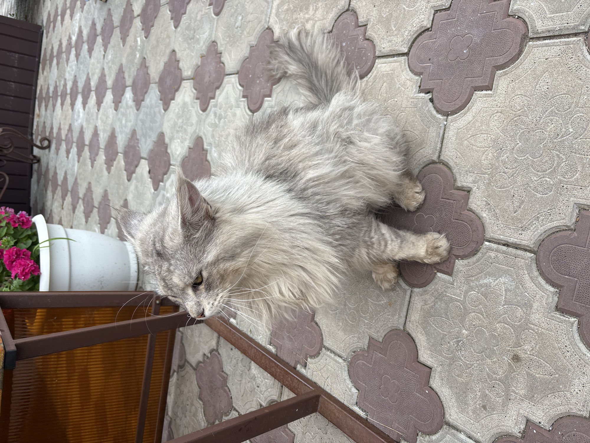 A long-haired gray cat is sitting on patterned paving stones in front of a brown metal structure with amber-colored translucent panels. A white pot containing pink flowers is visible to the left of the cat. The scene appears to be outdoors, possibly a patio or courtyard. The cat is looking to the left with its mouth slightly open. The paving stones are a mix of light gray and reddish-brown, with a floral-like pattern in the center of the lighter stones.