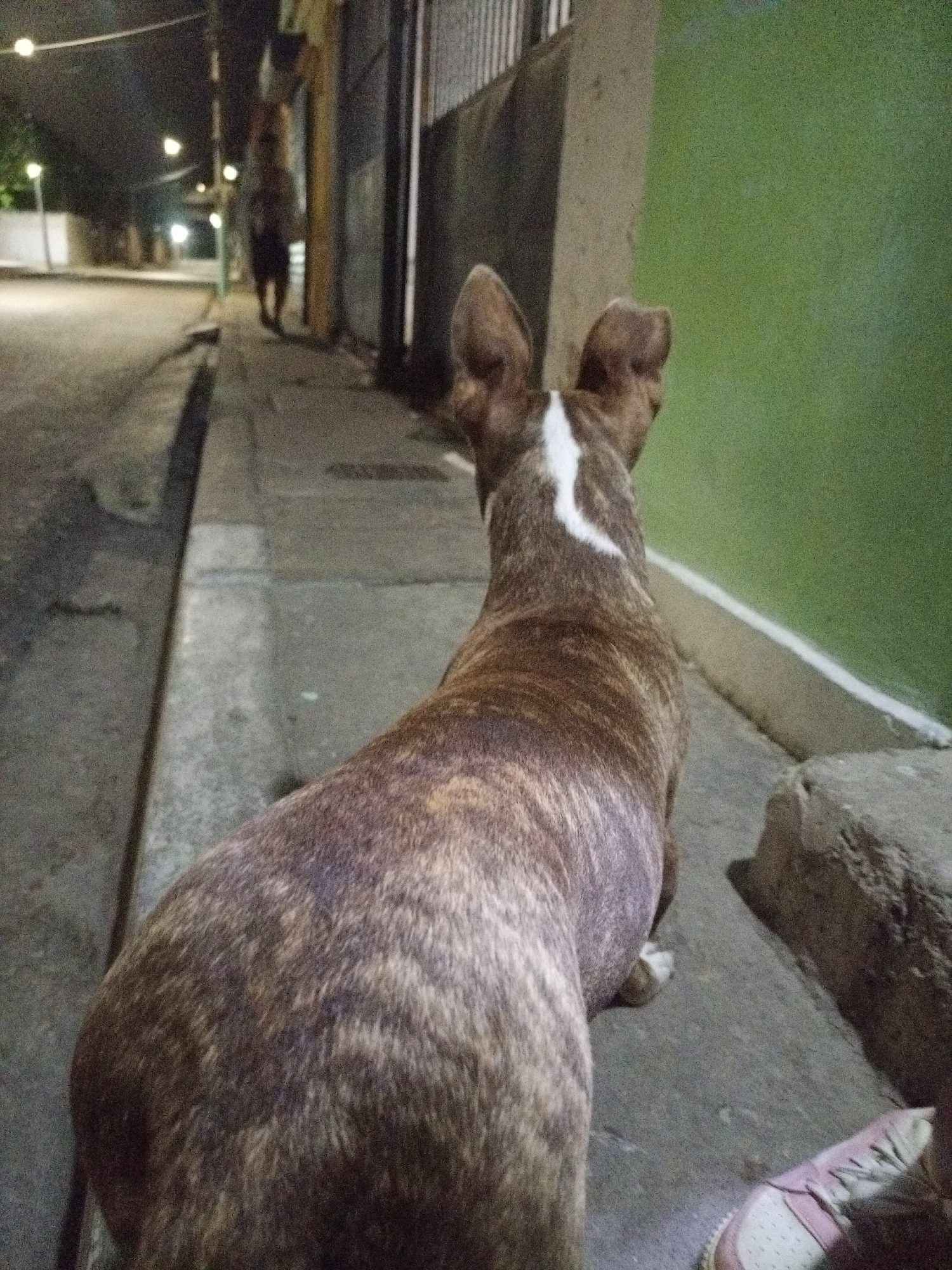The image shows the rear view of a brindle dog with a white stripe on its head, standing on a sidewalk at night. A person is walking in the distance on the left side of the image. The sidewalk is next to a green wall. A portion of a shoe is visible in the lower right corner. The location is likely Porlamar, Venezuela. There are lights visible in the background along the street. The scene is a street at night.