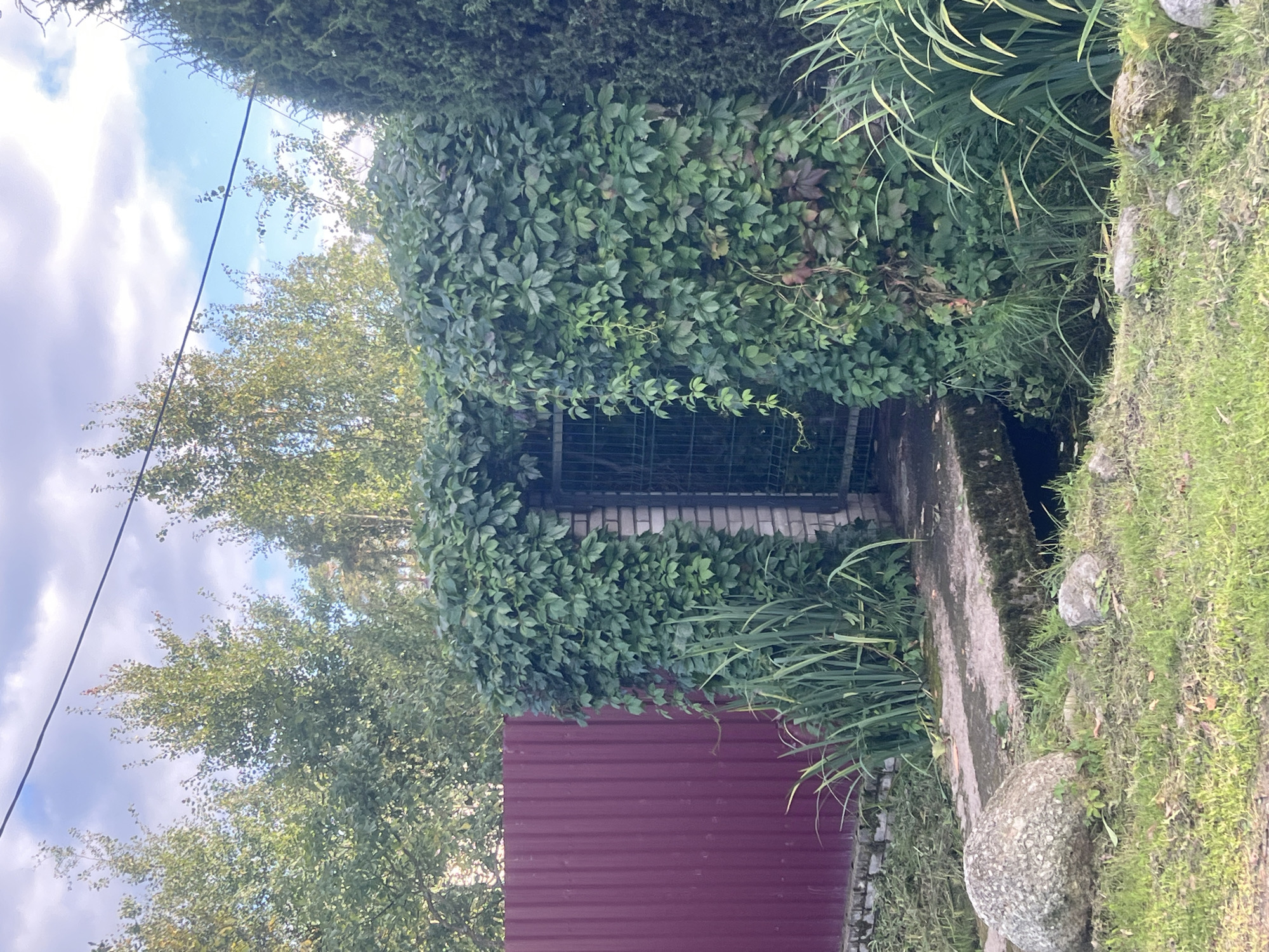 The image shows a partially overgrown archway covered in green ivy, leading to a dark metal gate. The archway is constructed of brick. To the left of the archway is a tall, maroon corrugated metal fence. A narrow, moss-covered concrete bridge crosses a small, dark body of water in front of the archway. Large stones and lush green grass are visible in the foreground. Tall green reeds and plants grow around the base of the archway and along the water's edge. In the background, trees with green foliage are visible against a sky with scattered white clouds. A black wire runs diagonally across the upper portion of the image. The scene appears to be in a suburban or rural outdoor setting.