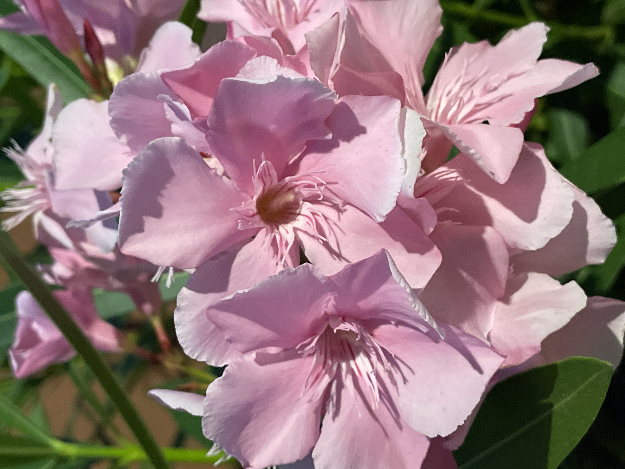 A close-up, vertical, outdoor shot showcases a cluster of vibrant pink oleander flowers. The blossoms, some fully open and others in bud, are the primary focus. Sunlight casts distinct shadows across the delicate petals, highlighting their texture and the subtle variations in pink hue. Green leaves and stems of the oleander plant are visible in the background, providing a natural, organic setting. The image is devoid of any human presence or man-made structures, suggesting a natural or garden environment. The origin of the image is unknown and cannot be determined within the city of La Línea De La Concepción, Spain, or any other specific location.